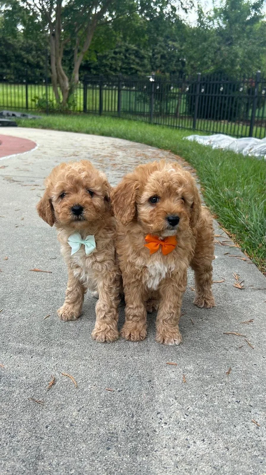 Two adorable, curly-haired puppies with bowties sitting on a sidewalk in a backyard with green grass and trees.