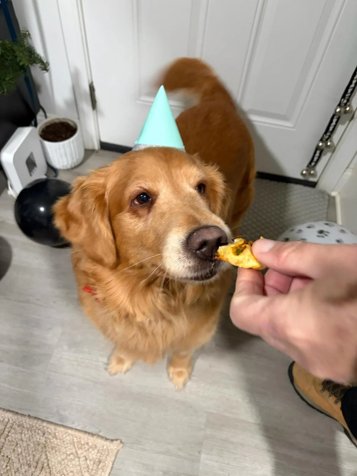 honey treat.jpeg