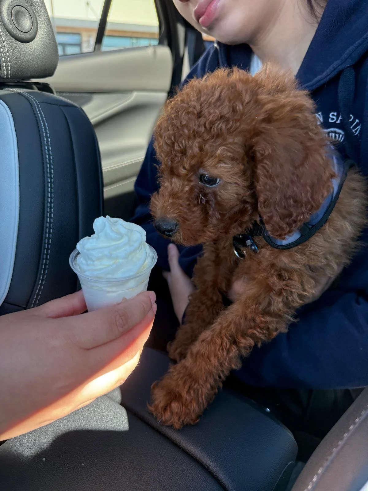 A person holding a vanilla soft-serve ice cream cone towards a small brown curly-haired puppy sitting on someone's lap in a car. The puppy looks at the ice cream.