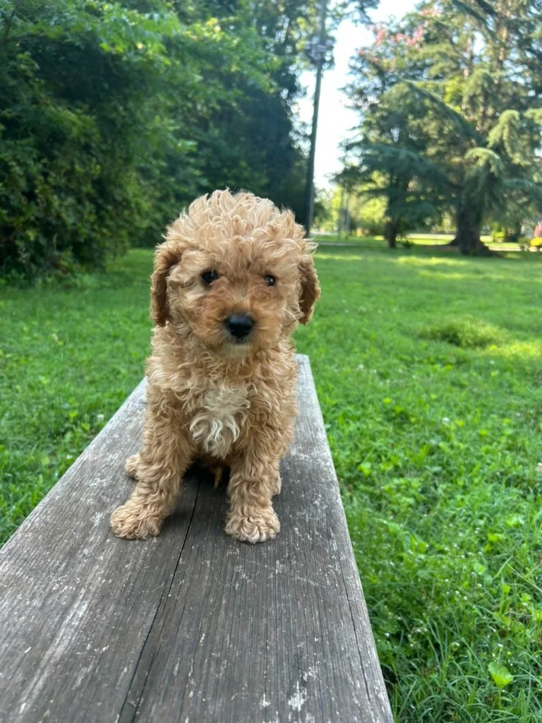 A small, curly-haired tan puppy sitting on a wooden bench outdoors in a grassy park with trees in the background.