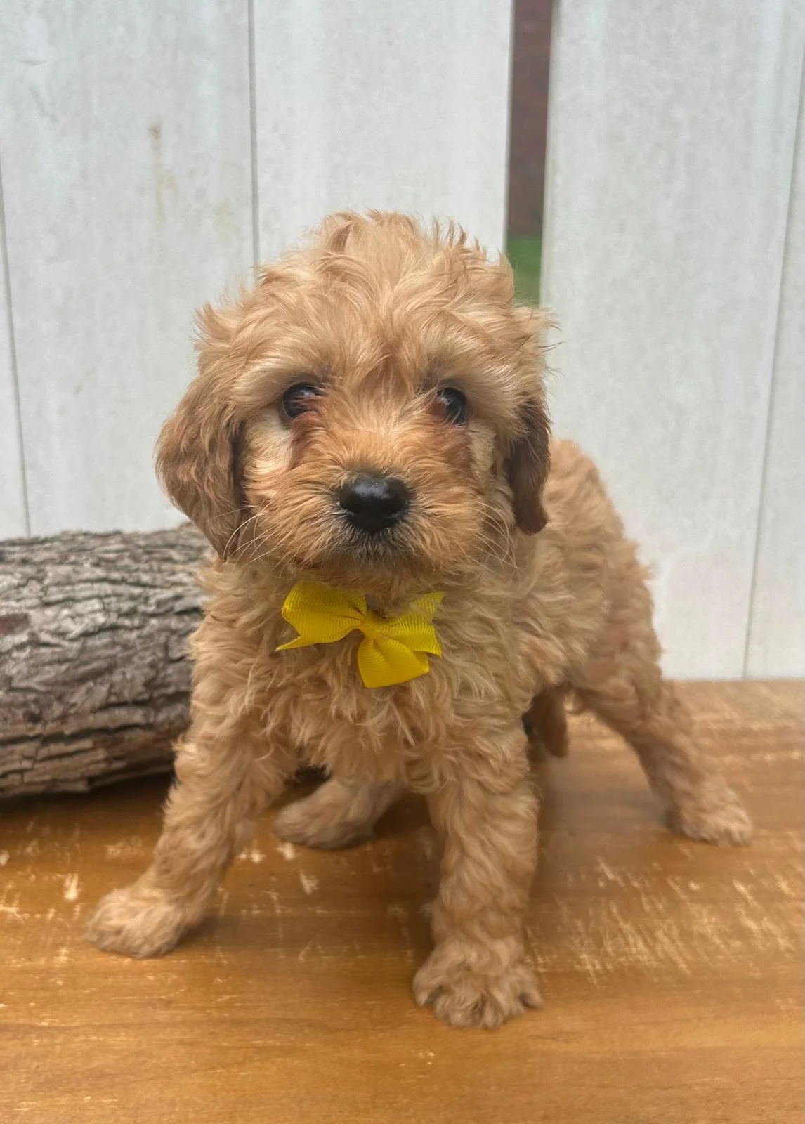 Meet Yellow Heart