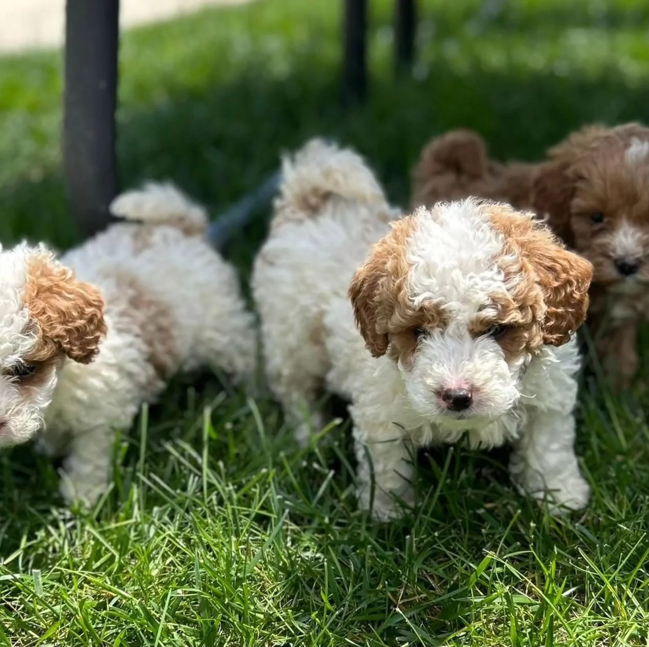 puppies1.jpeg