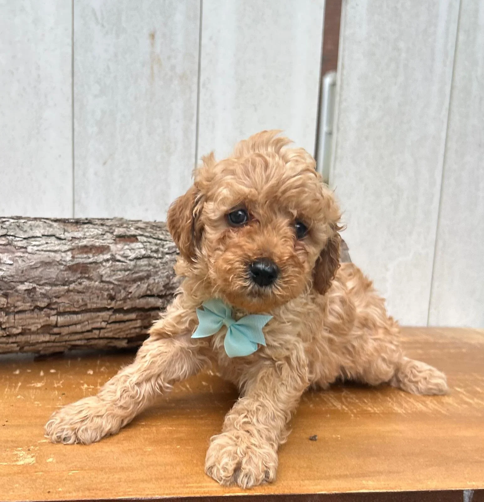 Meet Light Blue Heart