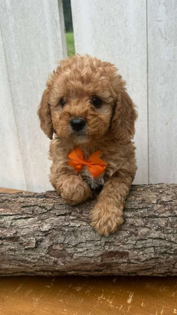 A cute, curly-haired puppy with an orange bow tie, resting its front paws on a log.