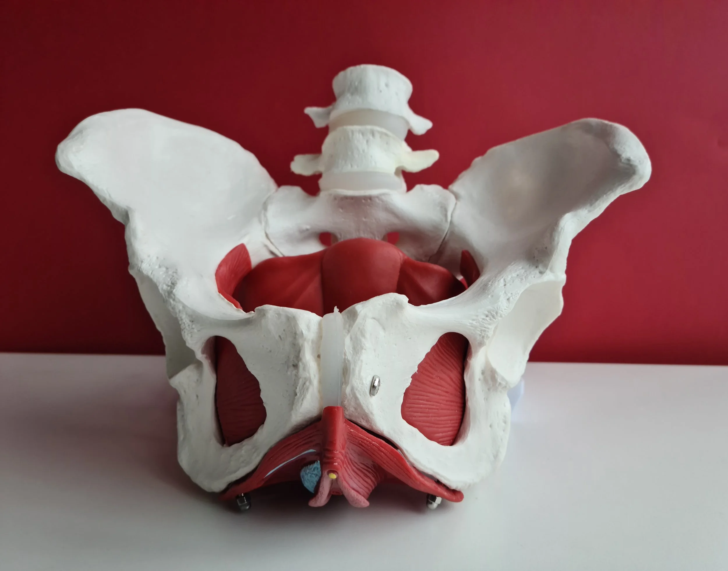 Pelvic Health Physiotherapy