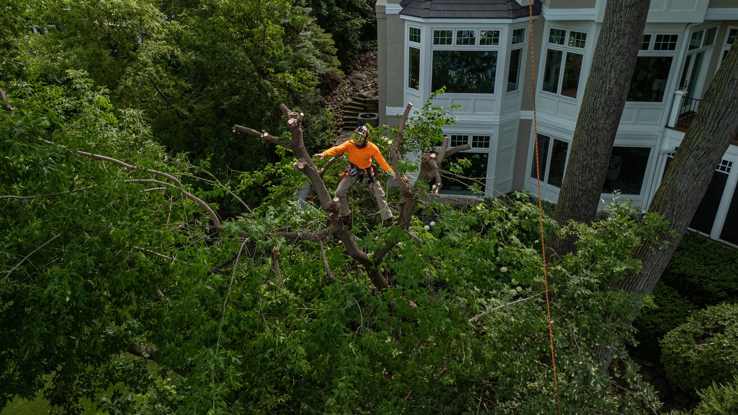 A man in an orange shirt and safety helmet trims a tree branch with a saw, standing on the branch while secured by a harness. A residential house with large windows is visible behind the tree.