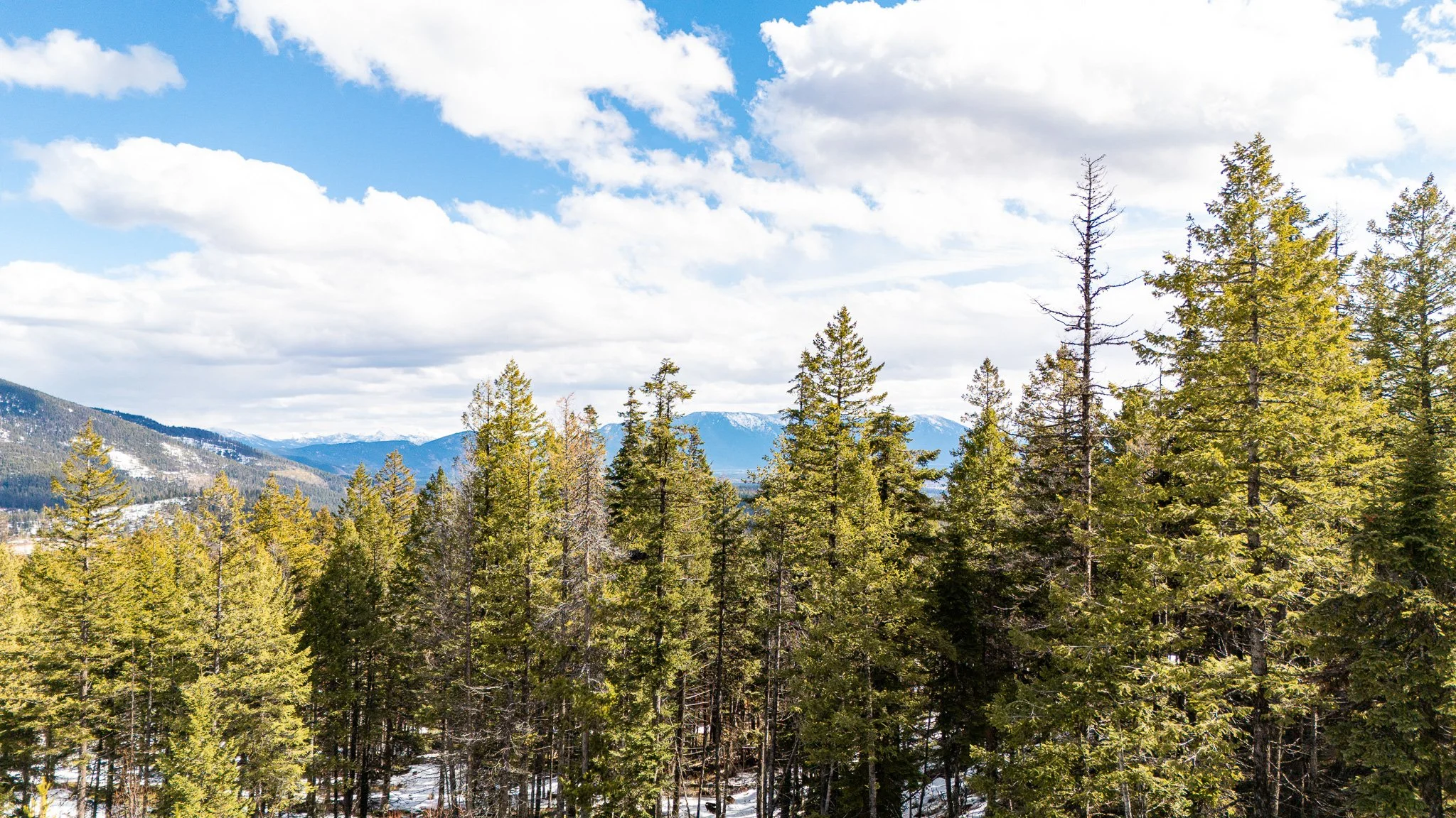 A scenic view of a forested mountain landscape with tall evergreen trees in the foreground, snow-covered mountain peaks in the distance, and a blue sky with scattered white clouds overhead.