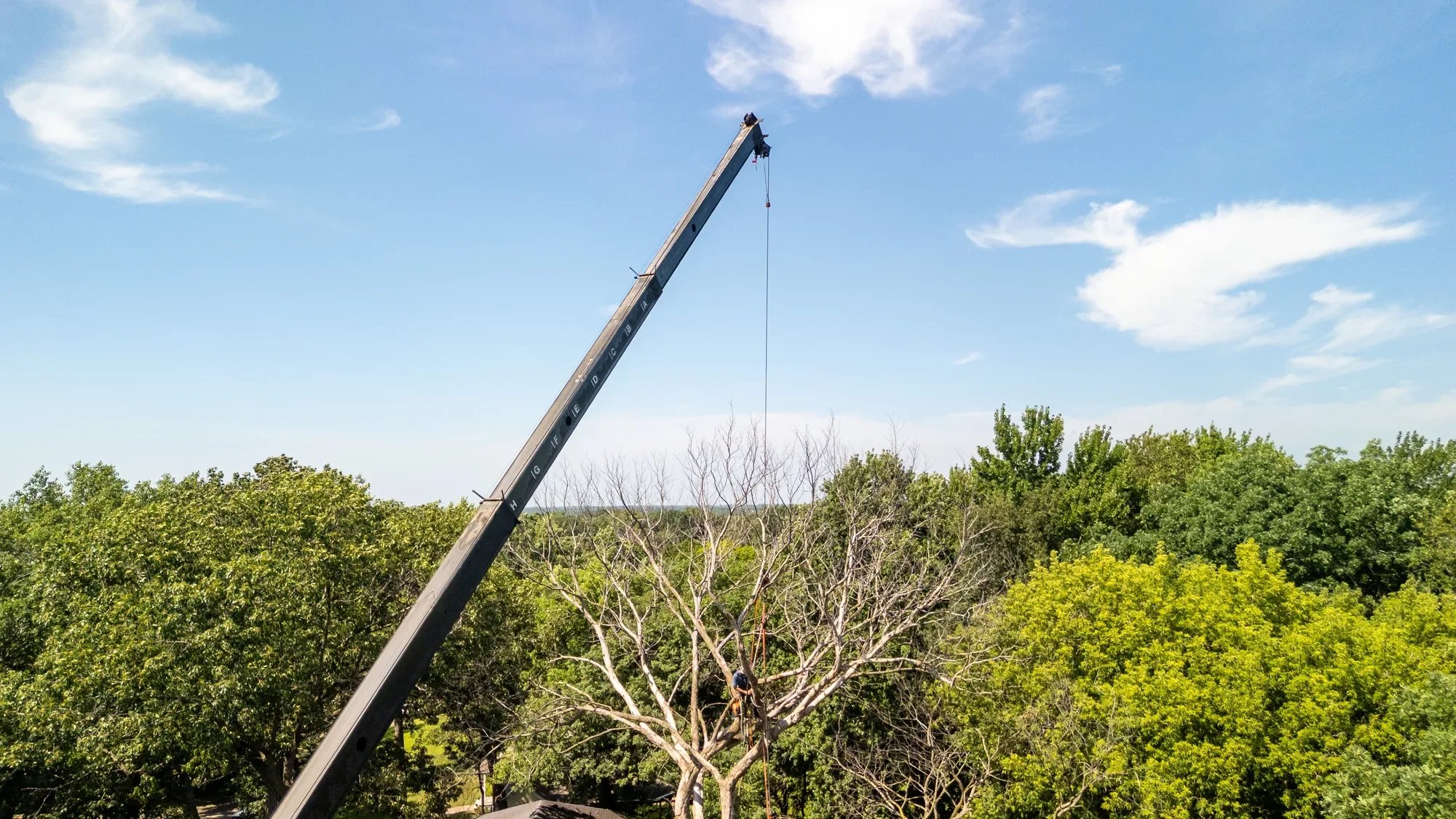 Aerial view of a crane and arborist working high above a tree