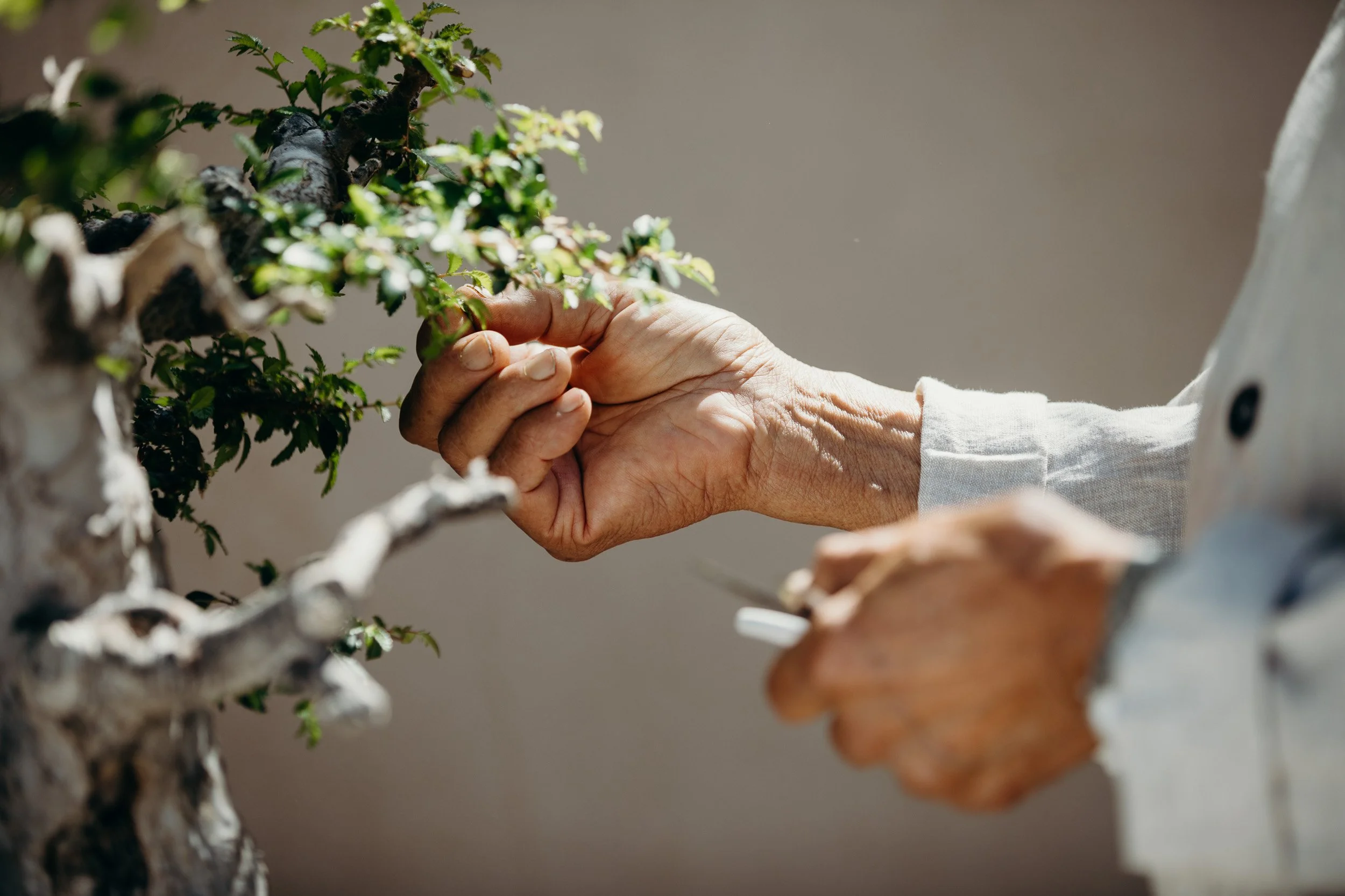 Bonsai_Heirloom_June25_Full_153.jpg