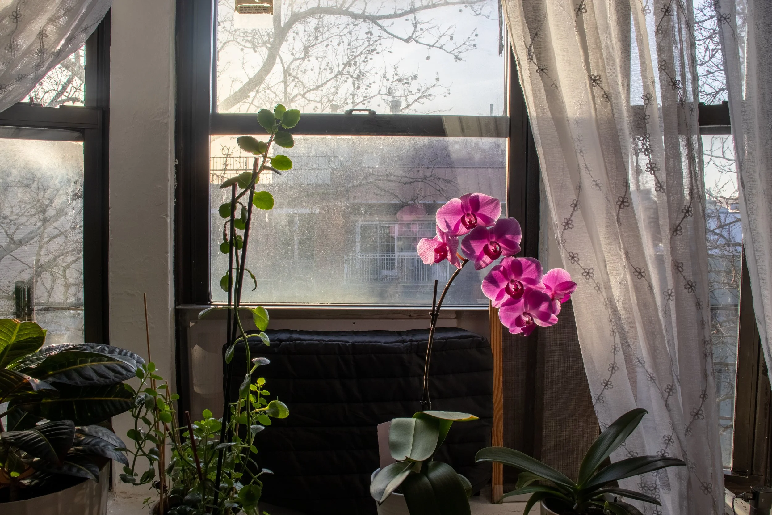 flowerhdr.jpg