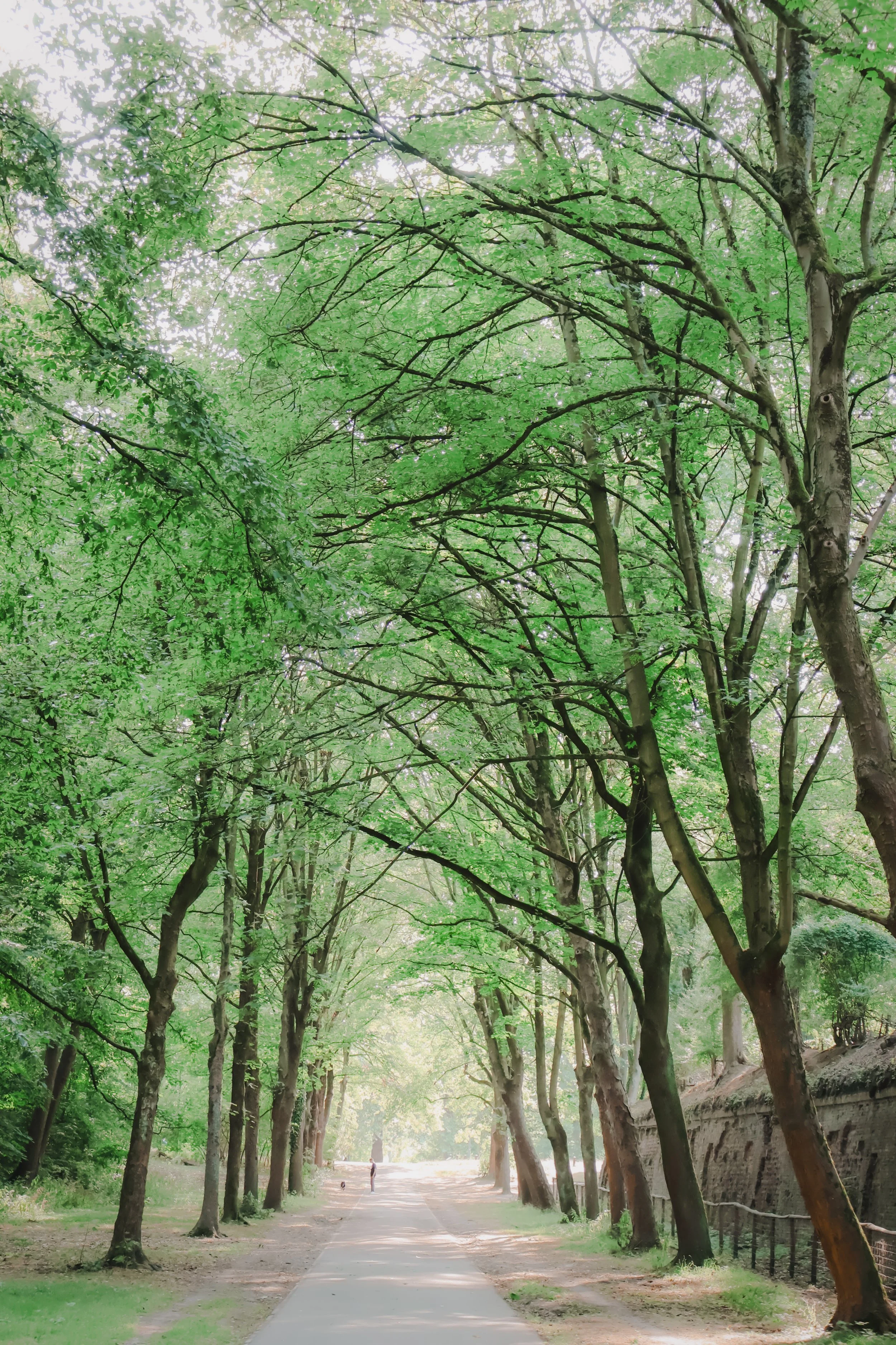 This is a photo of beautiful tall trees with vibrant green leaves