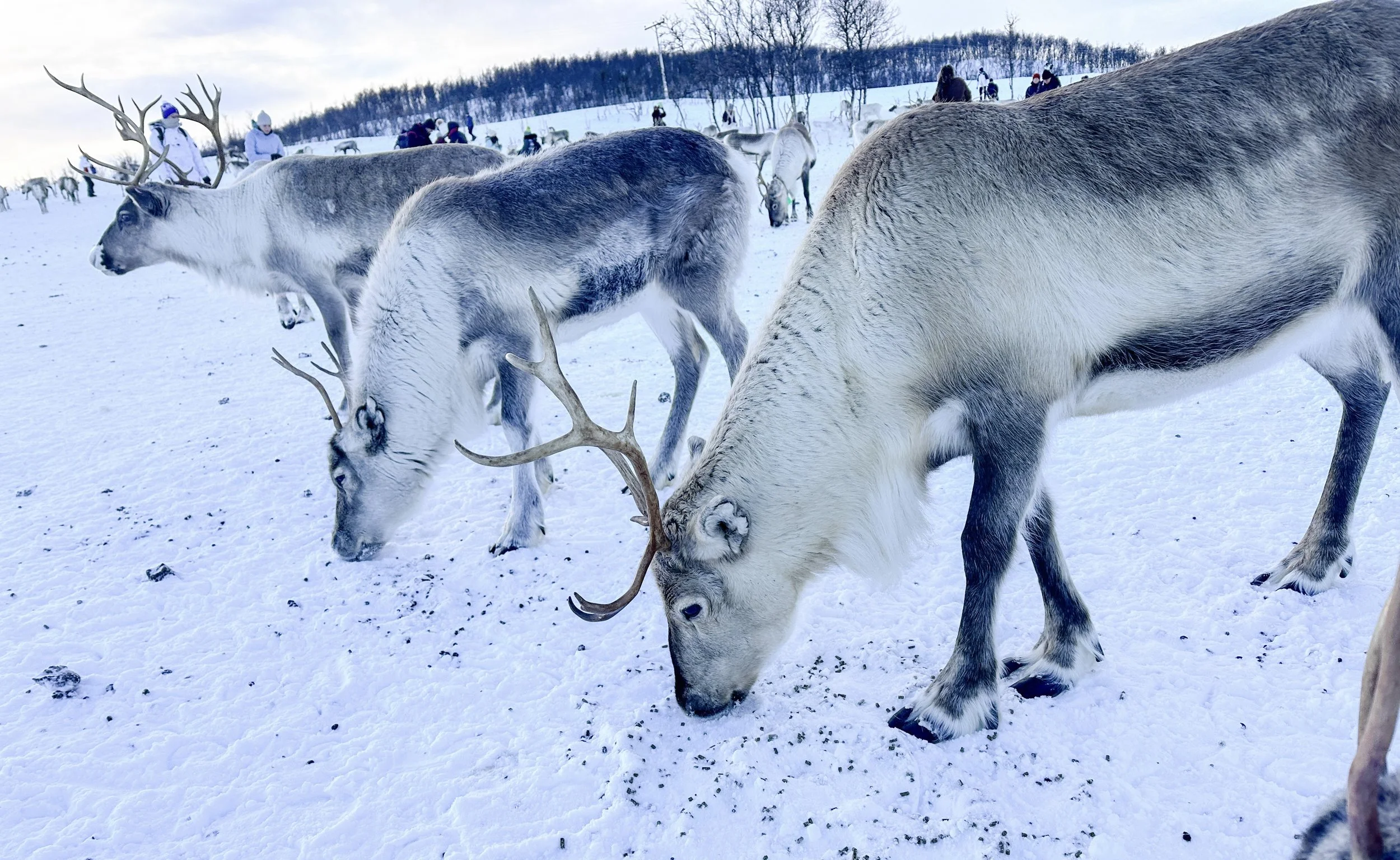 Arctic reindeer