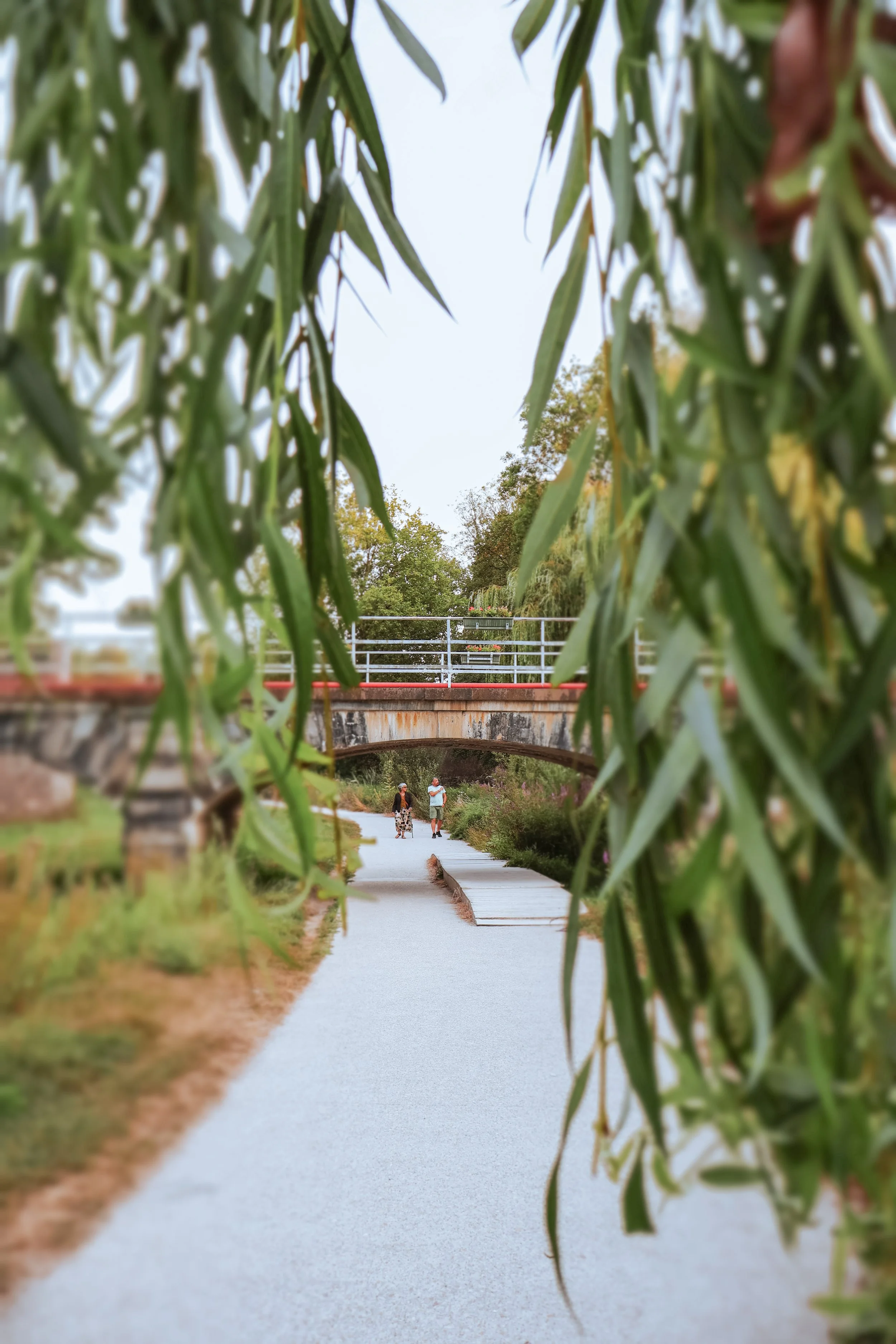 This photo shows a bridge in the backround and crying willow leaves in the foreground