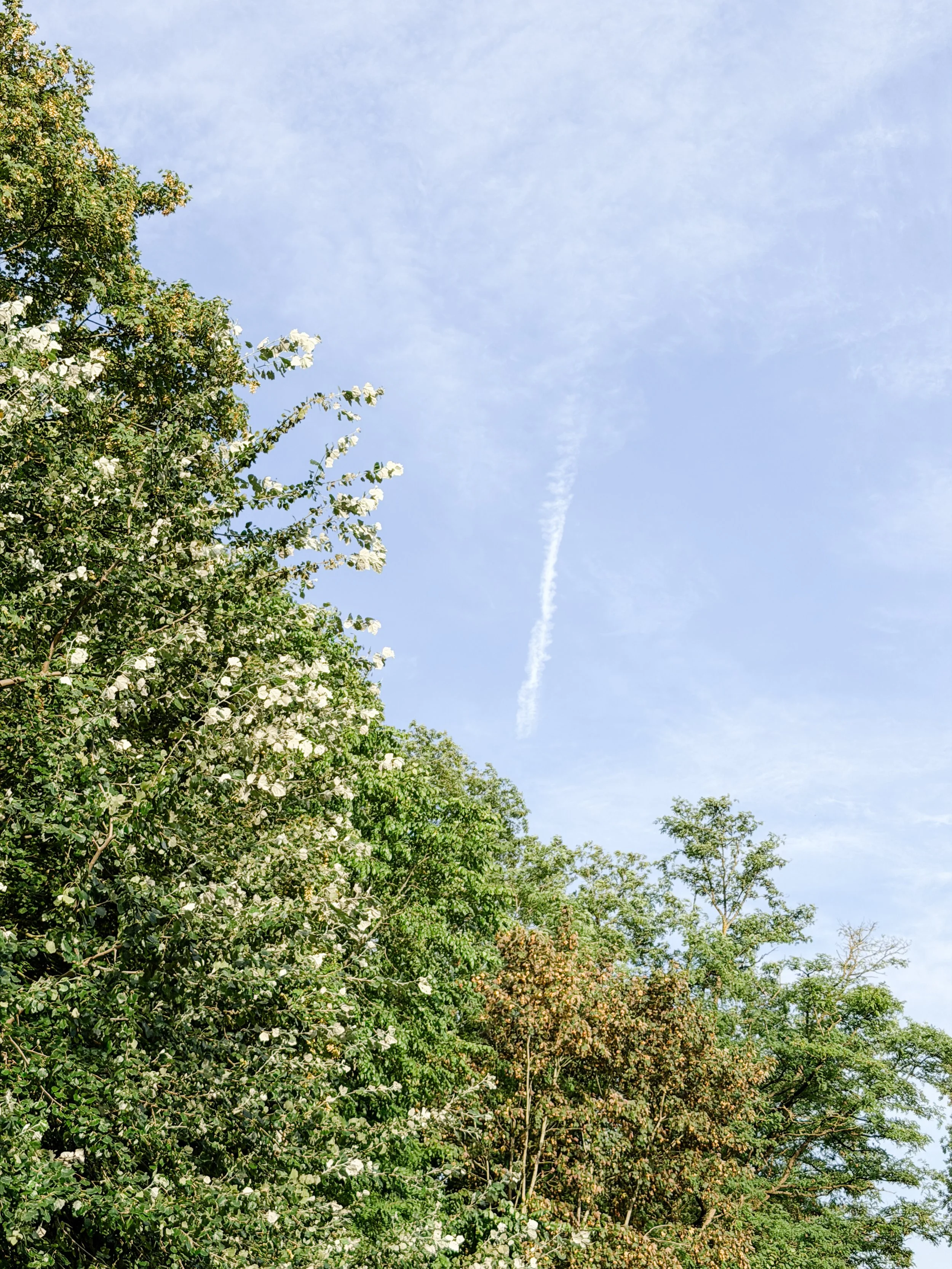In this photo, there is a pale blue sky with some vegetation