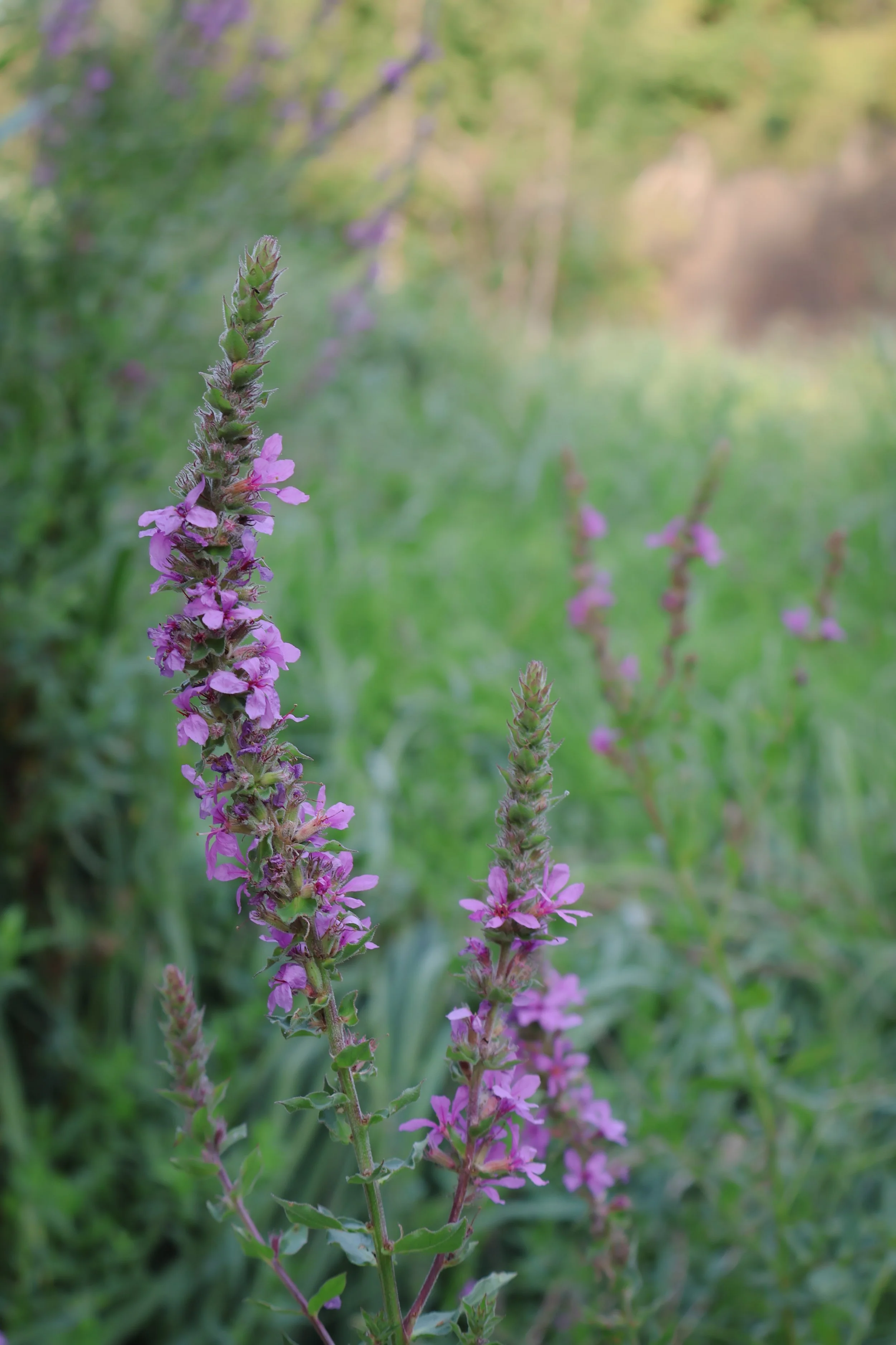 This photo shows purple flowers in a field with blurred background