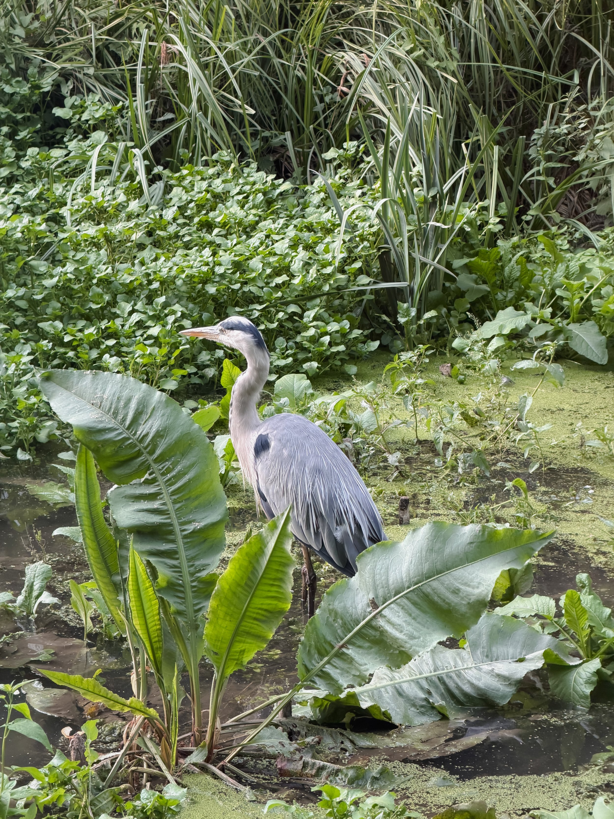 This photos shows a heron in a green area