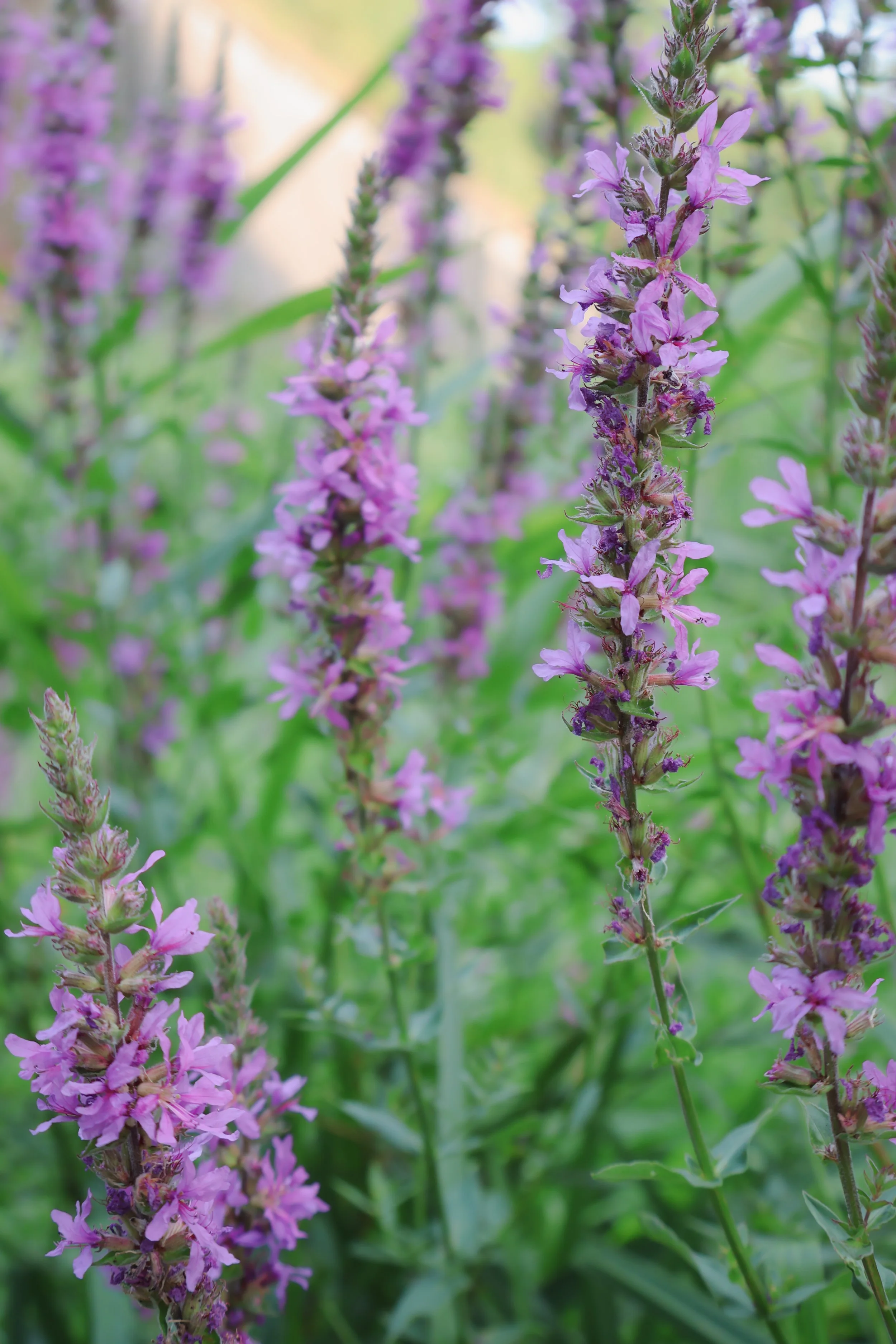 This photo shows purple flowers in a field with blurred background