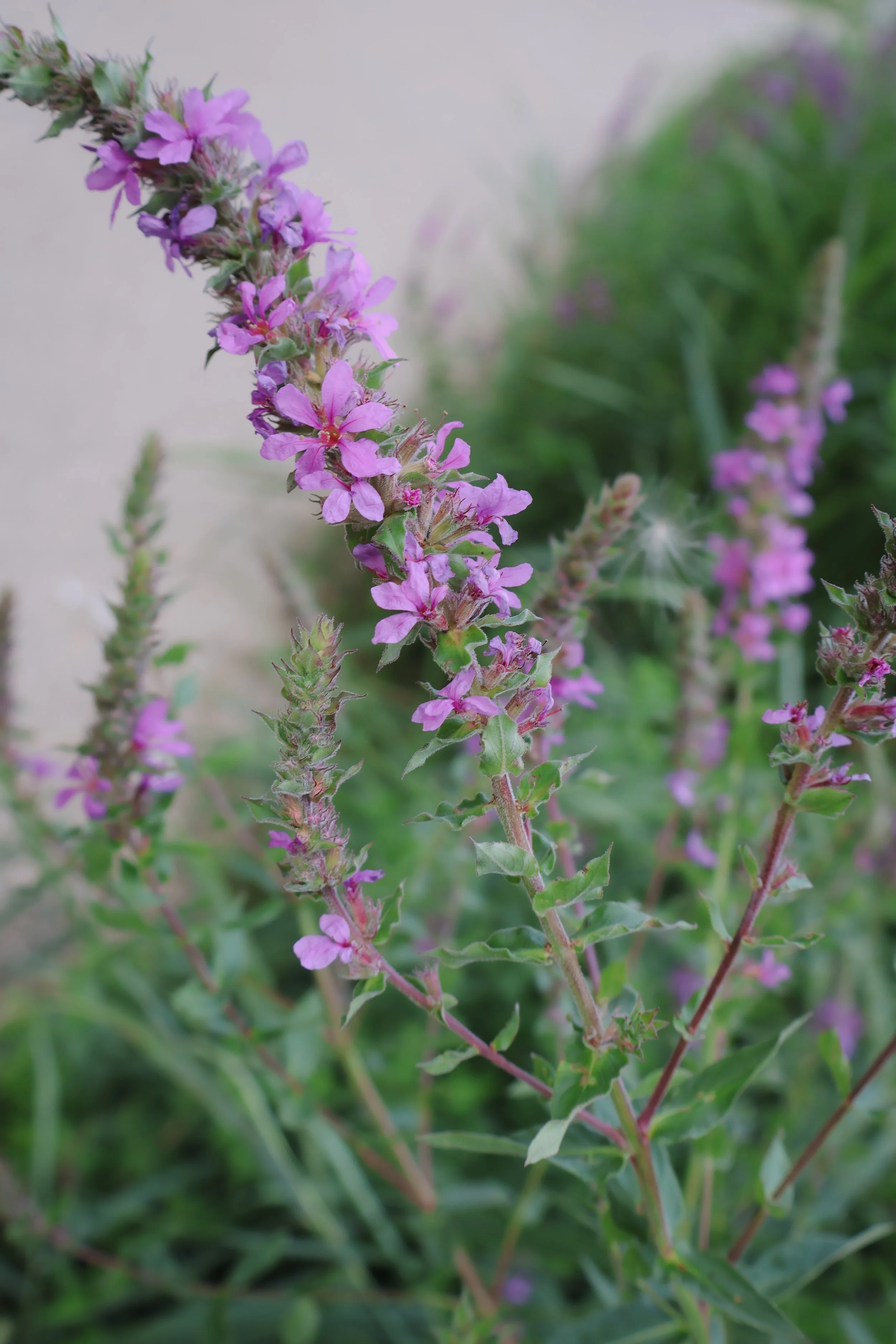 This photo shows a purple flower with blurred background