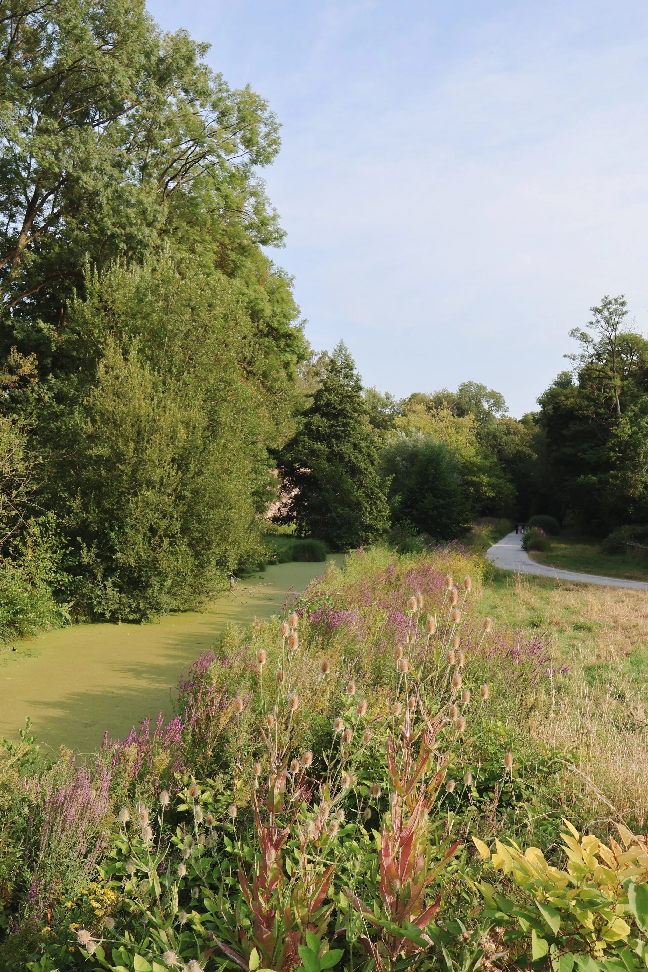 This photo shows a field with purple flowers and trees in the distance