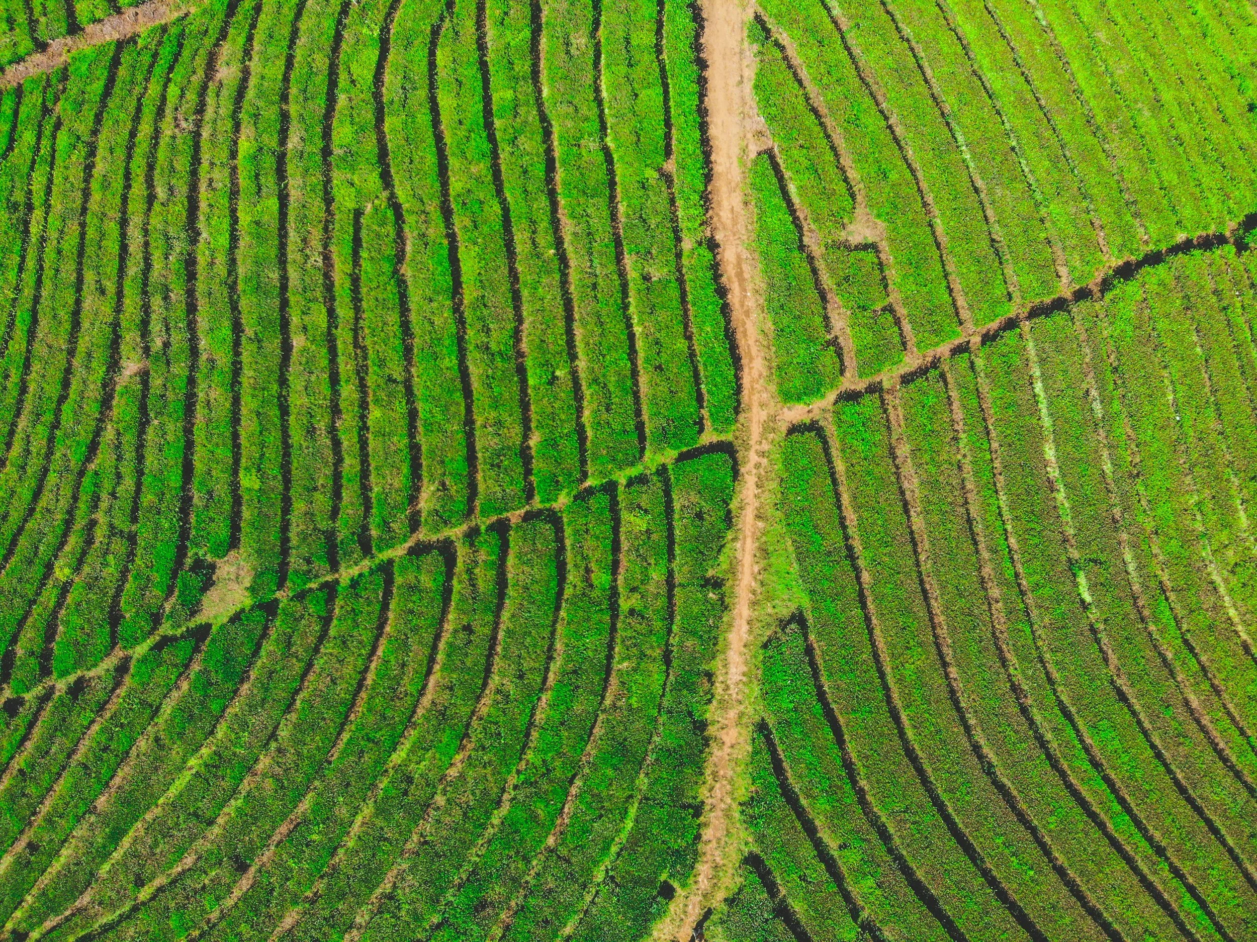 Luftaufnahme eines Farmfeldes mit grünen Pflanzen, vertikalen Reihen und Wegen dazwischen.