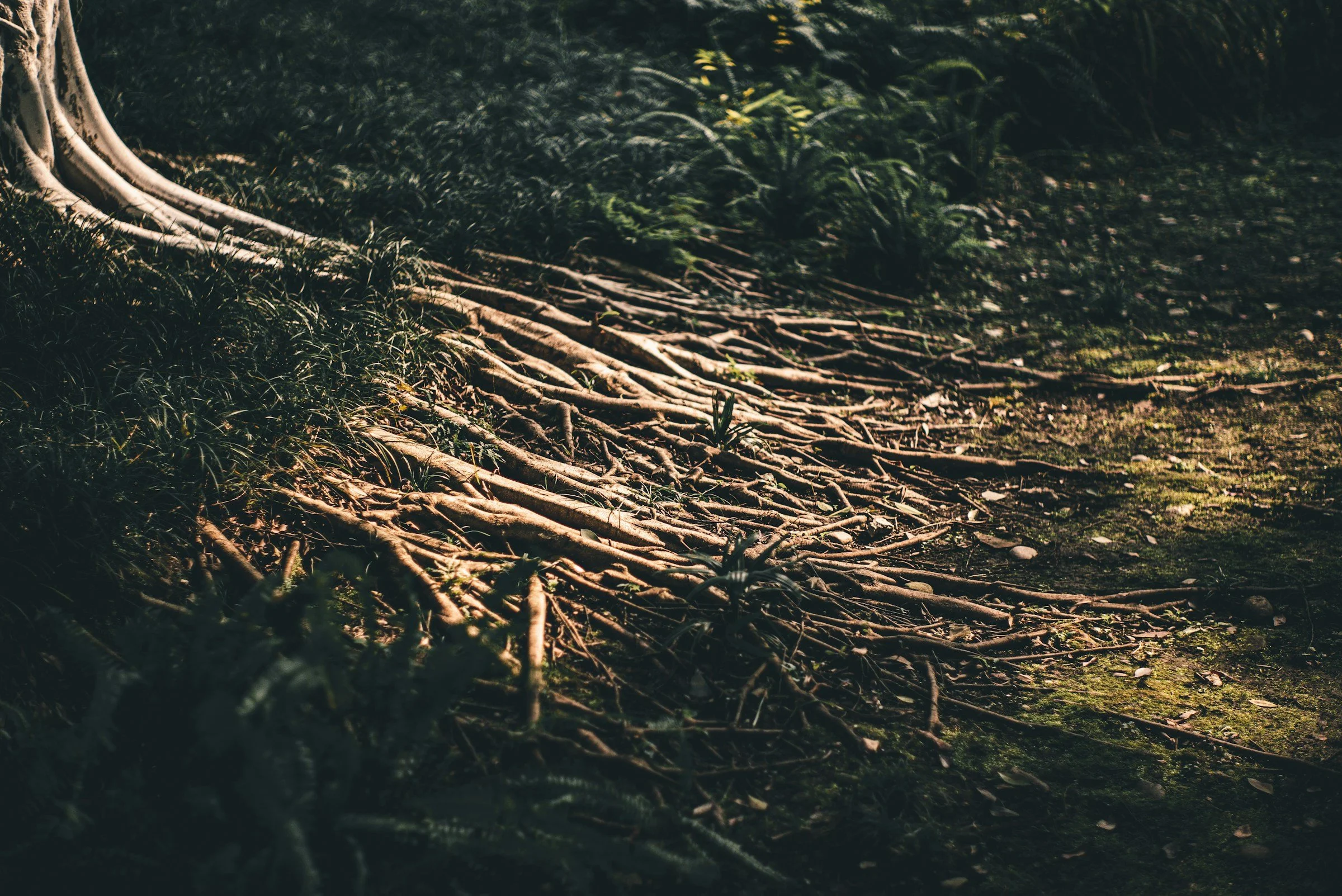 Tree roots and grass in a shaded forest area.