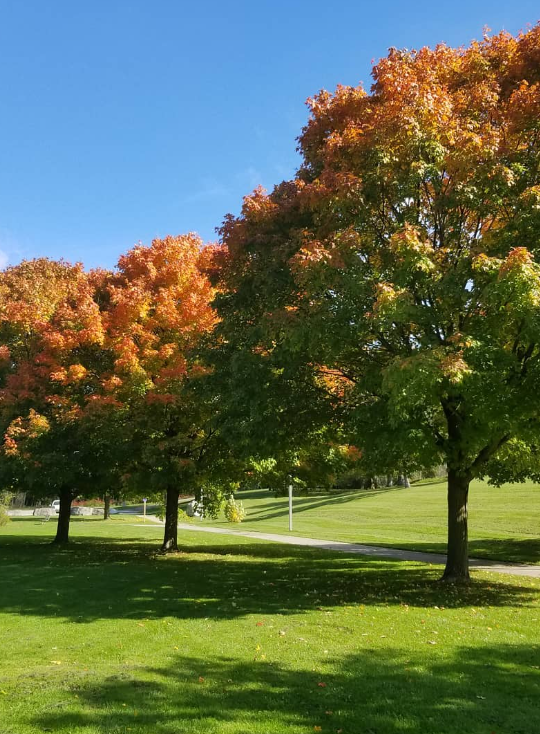 Three trees with fall foliage on a grassy park lawn, with a blue sky in the background.