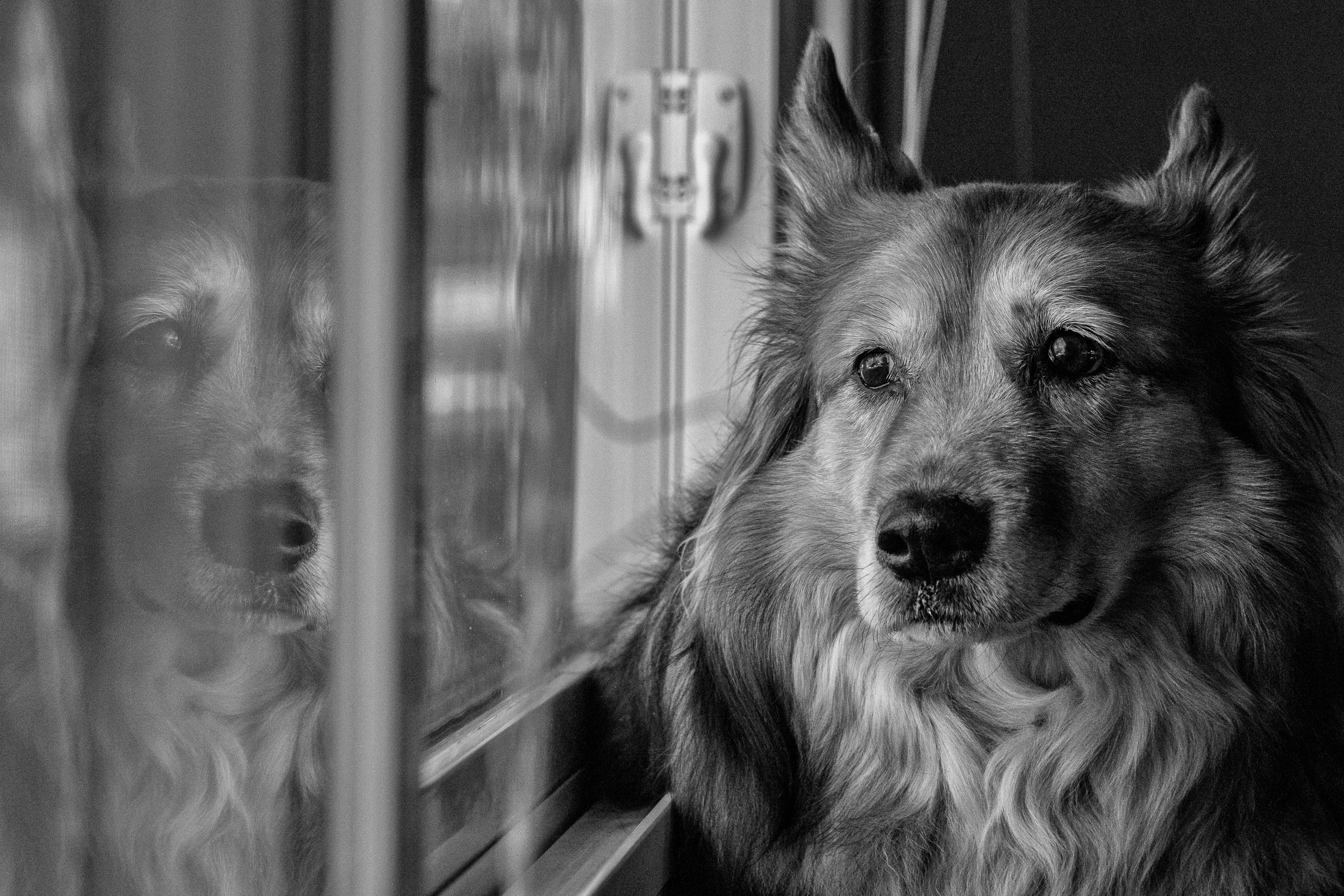 A dog with a thick coat of fur lying on the floor near a glass window, with its reflection visible on the glass.