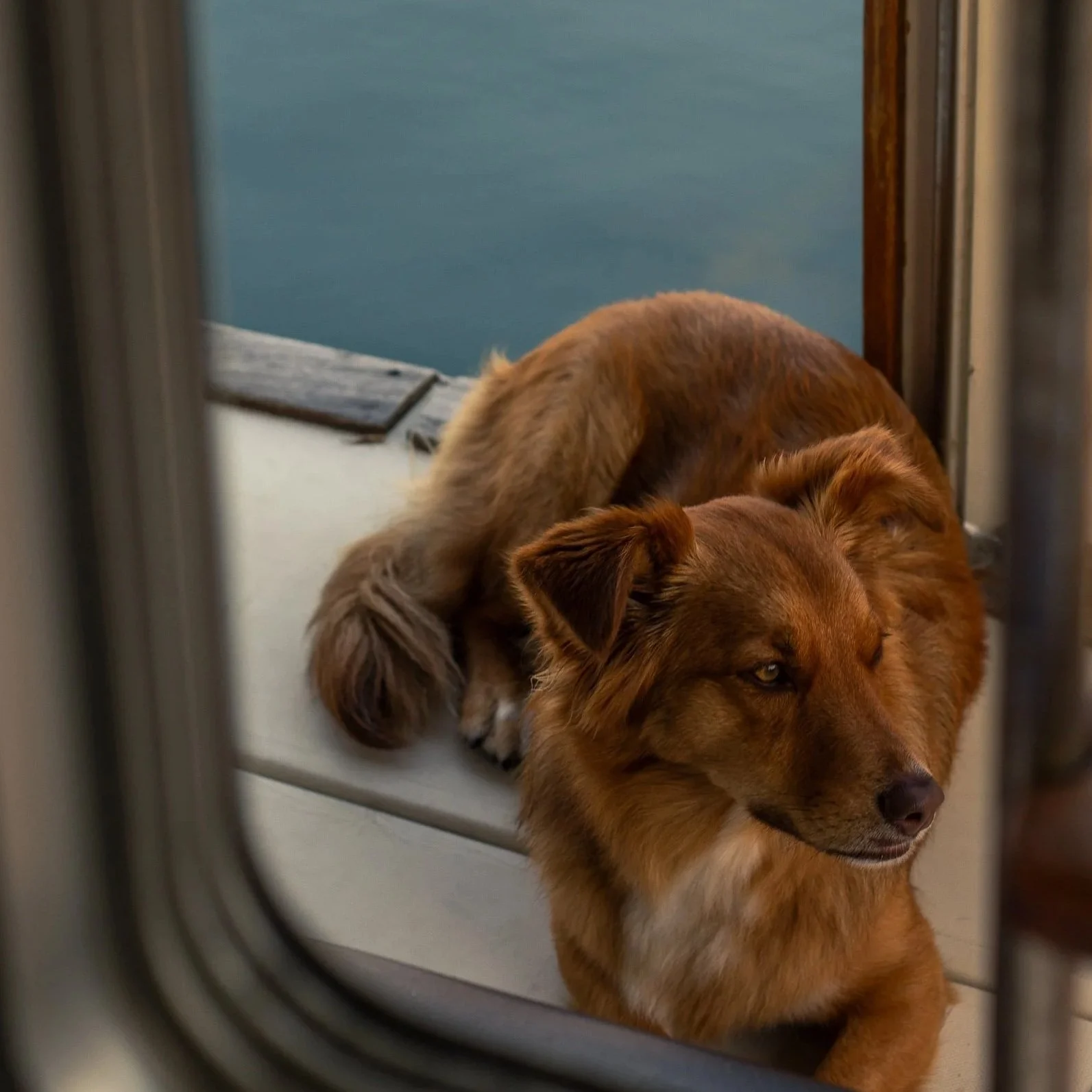 A red Australian shepherd mix dog lying on a boat deck with the ocean beyond the deck, seen through a circular porthole window. The dog is laying down observing their surroundings.