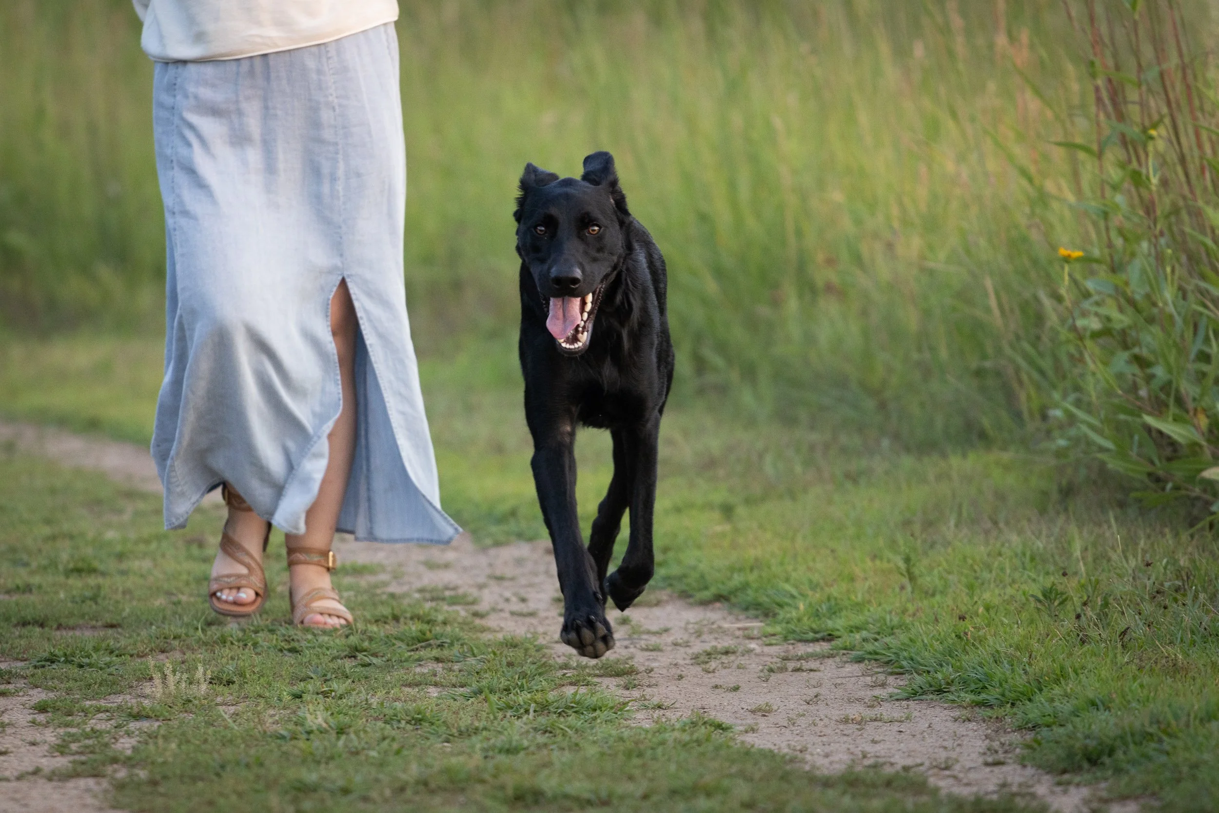 A person walking a black dog on a grassy dirt path with tall grass and plants on the side.