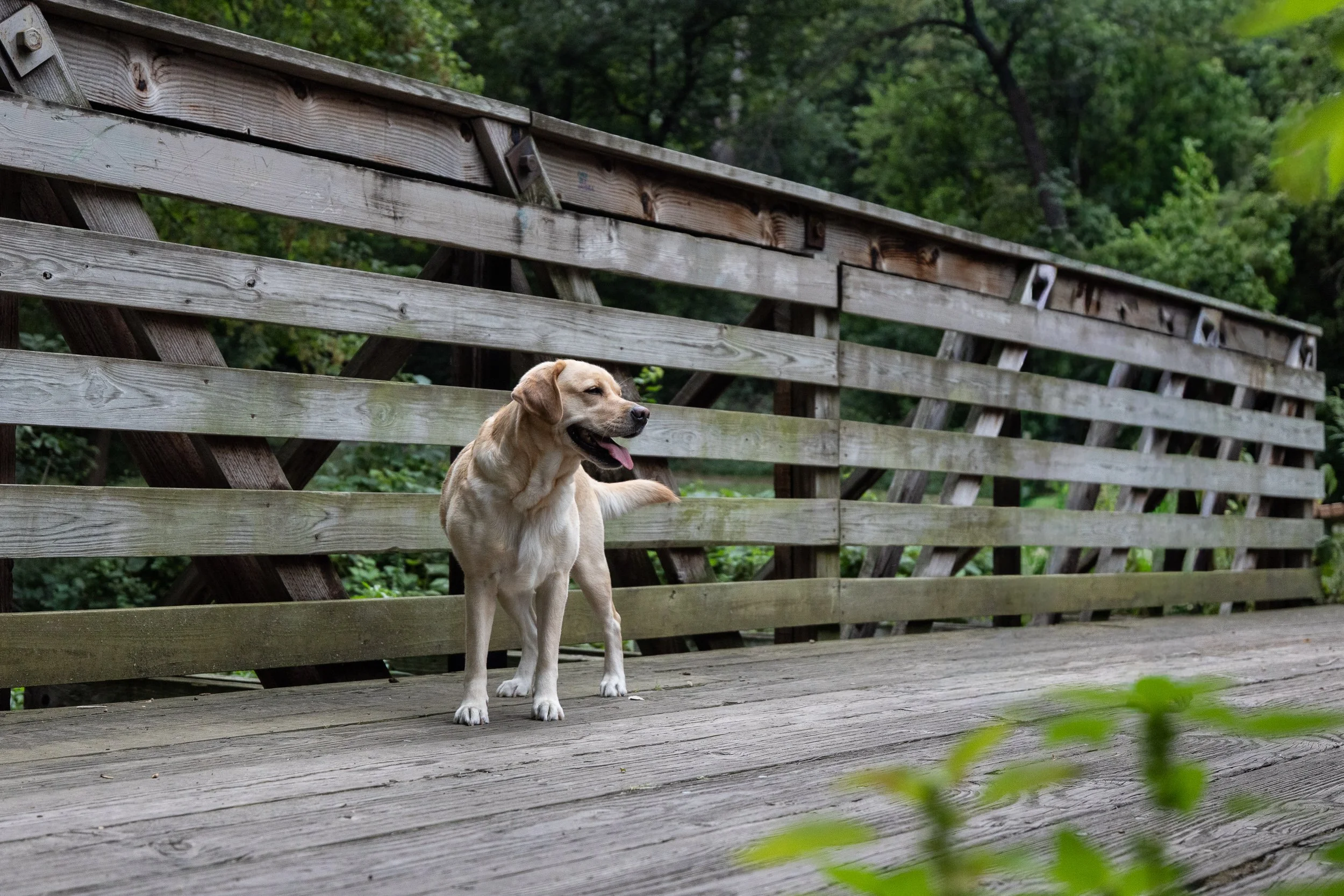 A yellow Labrador retriever dog standing on a wooden bridge with a slatted wooden fence, surrounded by green trees and foliage.