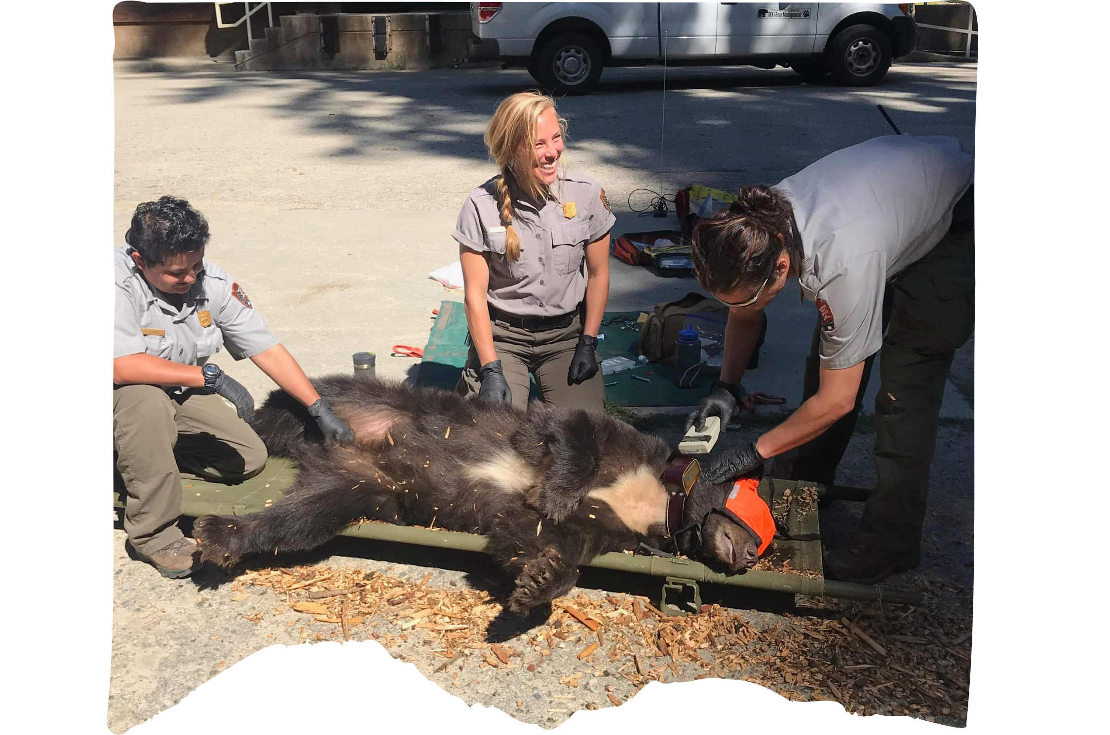 Wildlife rescue crew working on an injured bear lying on a stretcher outdoors, with two female team members in uniform attending to the bear, while a male team member assists. The scene takes place on a paved area near a parked vehicle.