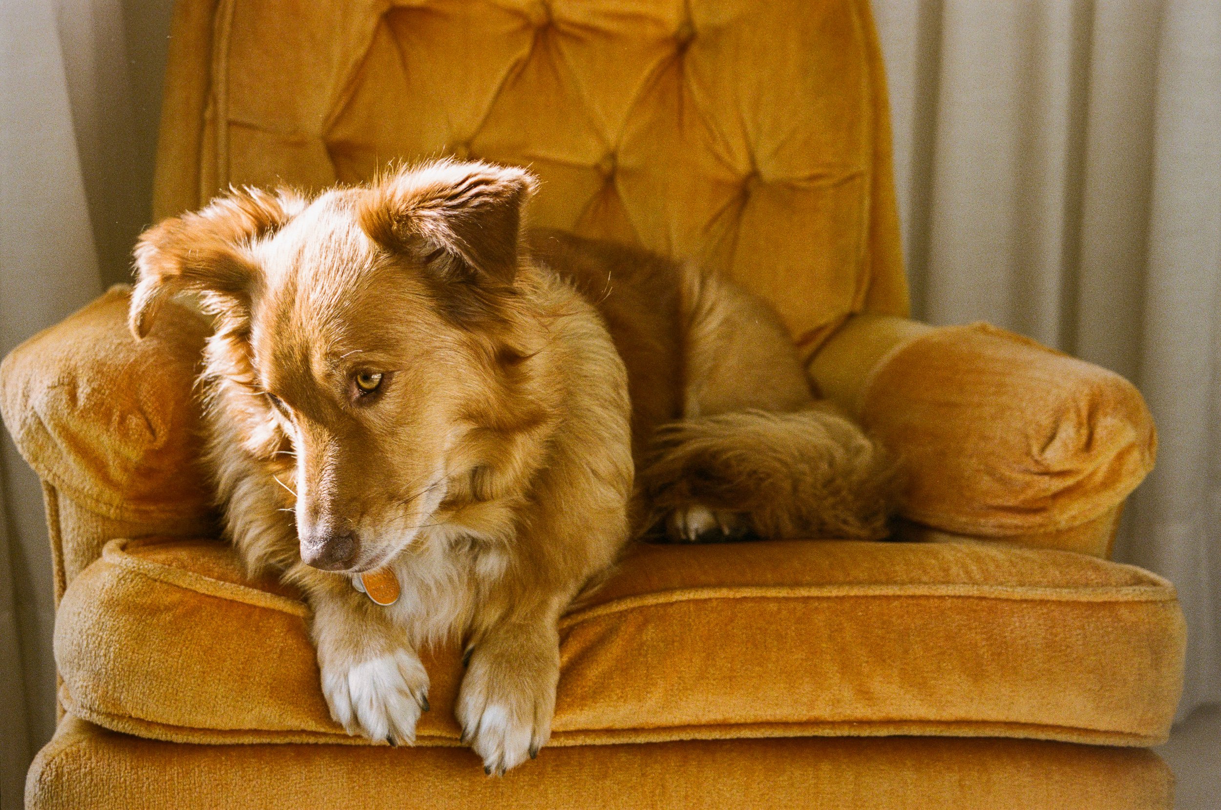 Golden retriever dog resting on a mustard-colored upholstered armchair with button-tufted backrest.