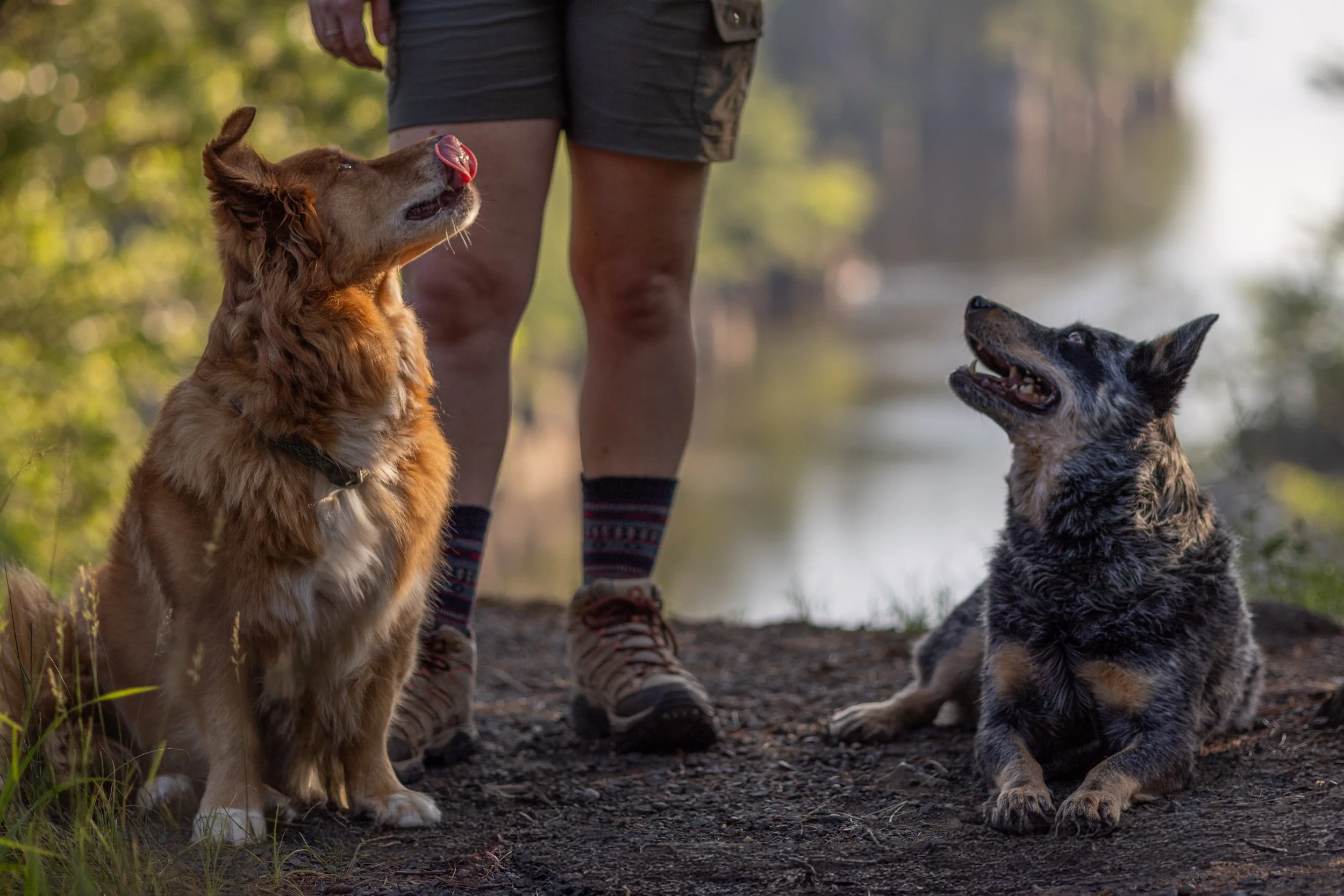 Two dogs, a golden retriever and a German shepherd, sitting outdoors near a person wearing shorts and hiking shoes. The retriever has its tongue out, licking its nose, as it looks up at the person. The German shepherd looks happy, with its mouth open