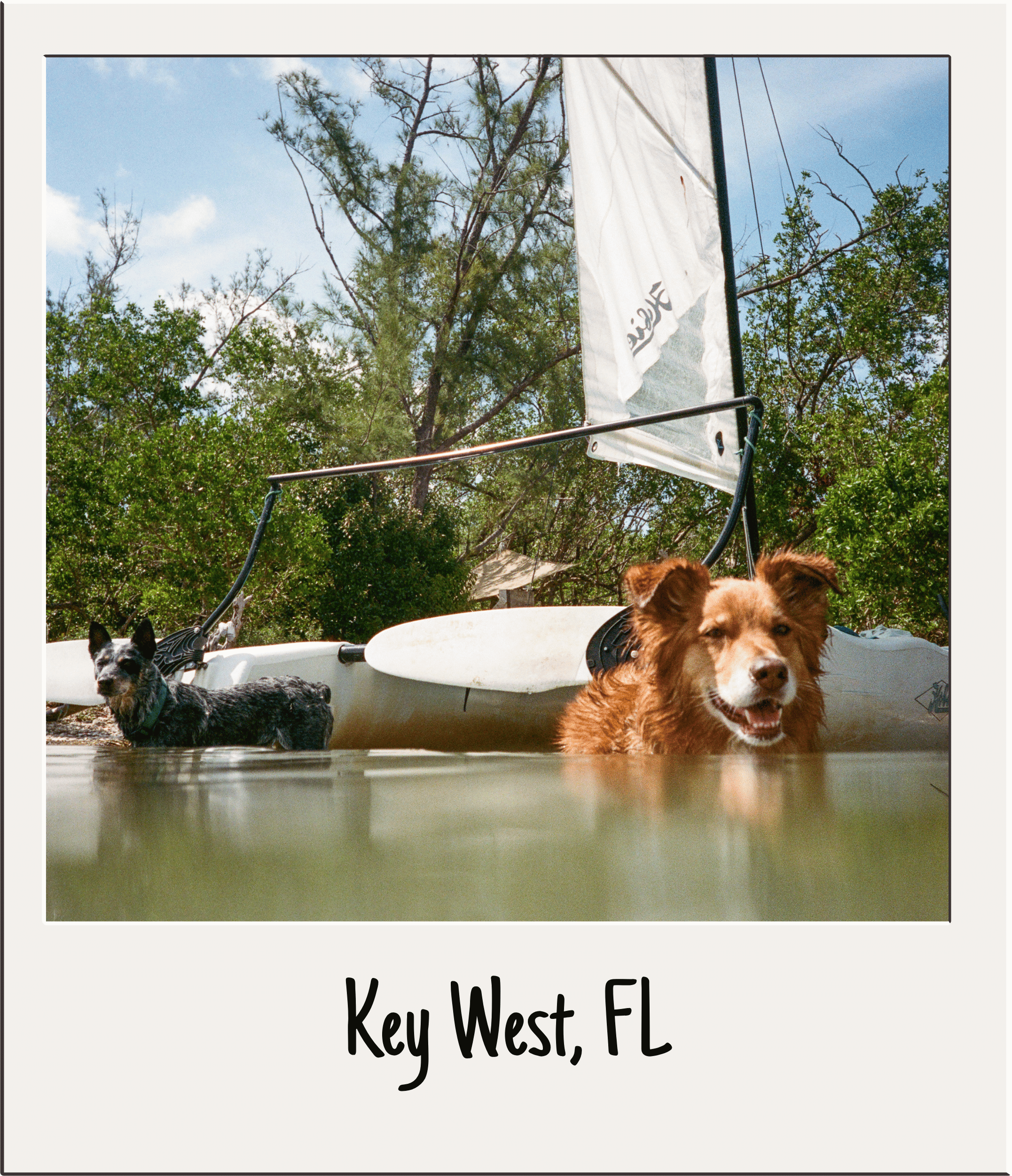 Photo of dogs in water with a sailboat and trees in the background, captioned 'Key West, FL'