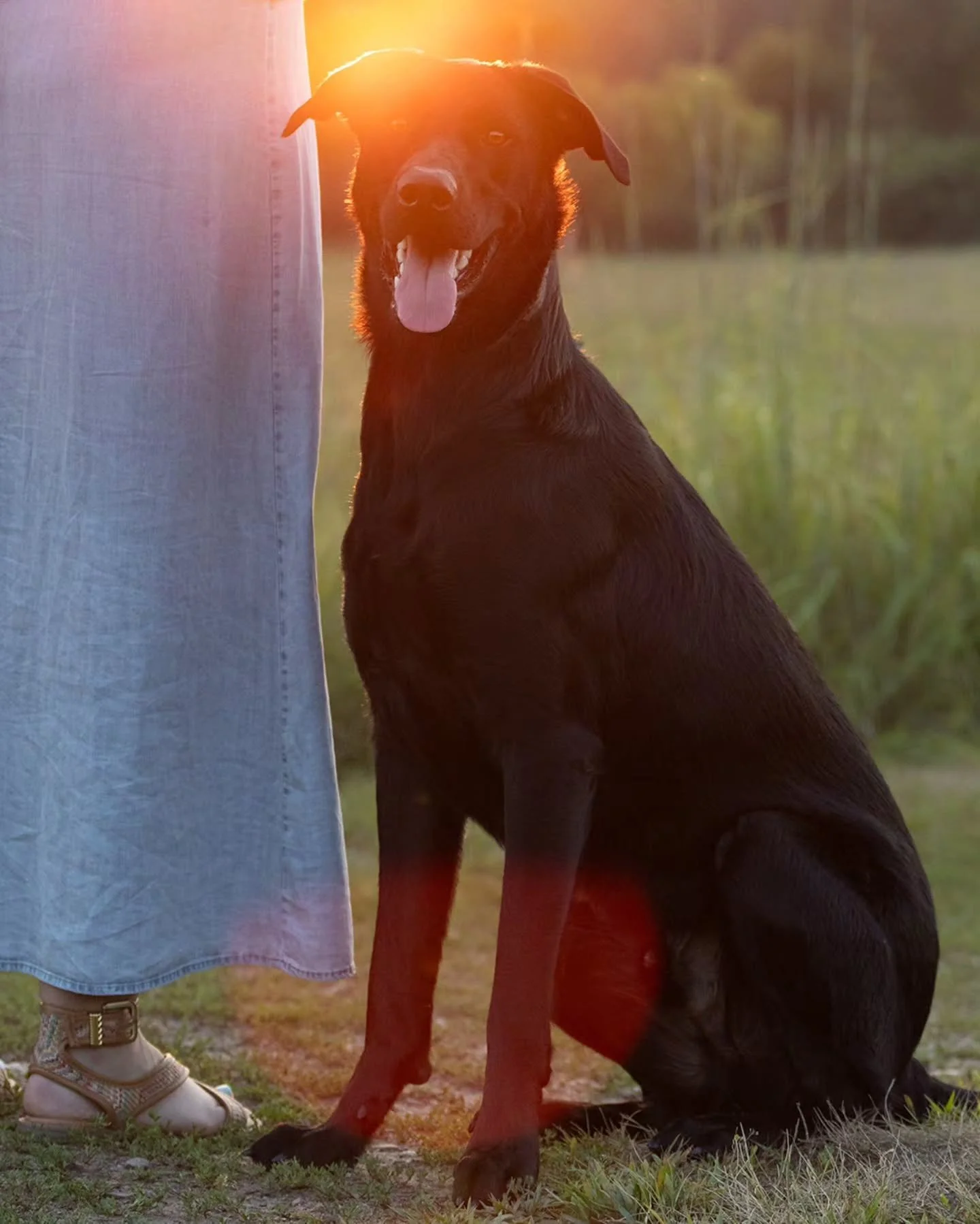 A sunset with Stirling.
&bull;
&bull;
&bull;
#minneapolisdogphotography #dogphotography #minnesotadogphotography #outdogphotography #petphotography