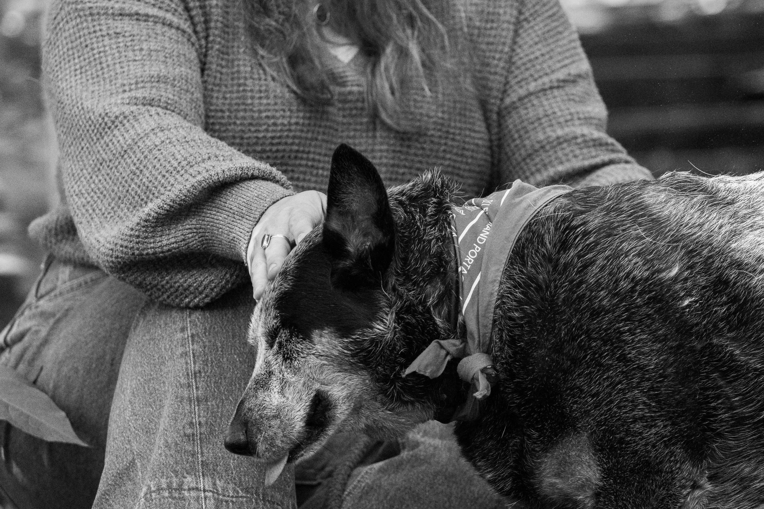 A person petting a large, furry dog while sitting on a bench or chair. The dog is wearing a bandana. The person's hand is resting on the dog's head, and the person is wearing a ring and a sweater.