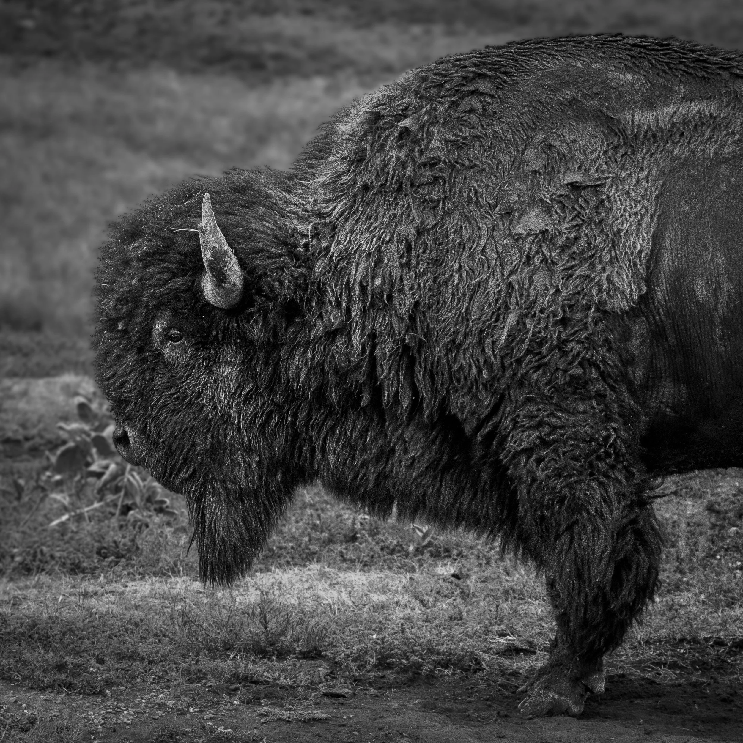 A black and white close-up portrait view of a bison with a thick, dusty fur standing on grass.