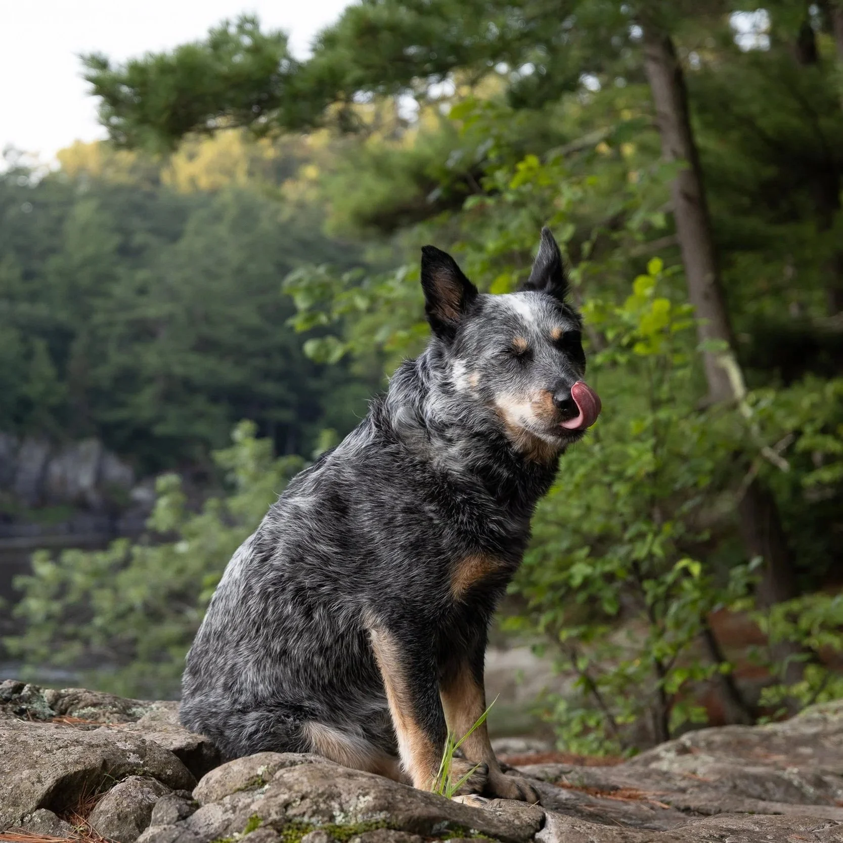 An Australian Cattle dog sitting on a rocky surface in a forested area, with trees and greenery in the background, licking its nose.