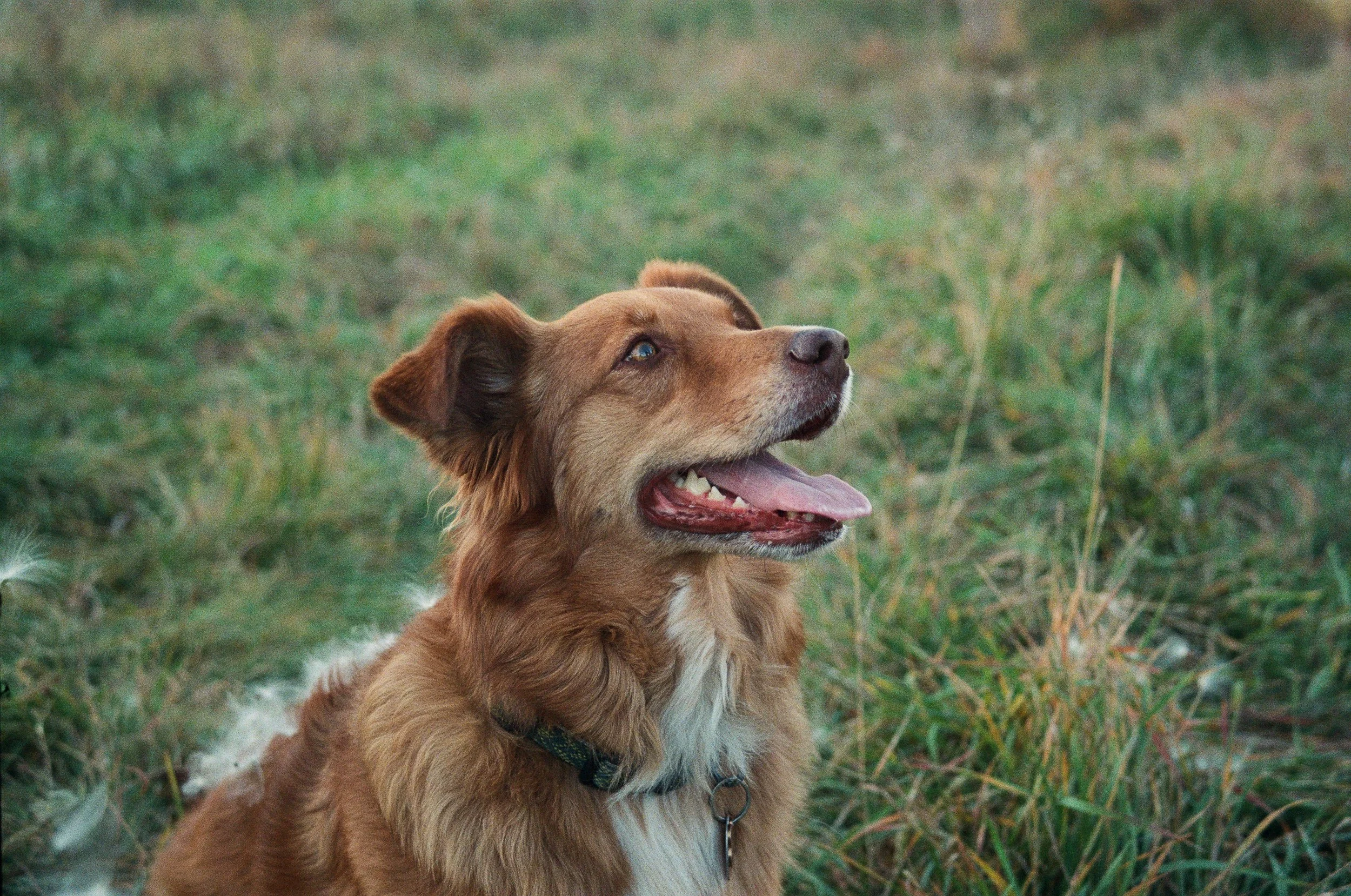A happy red and white dog with blue eyes, sitting in a grassy field, looking up with its tongue out.