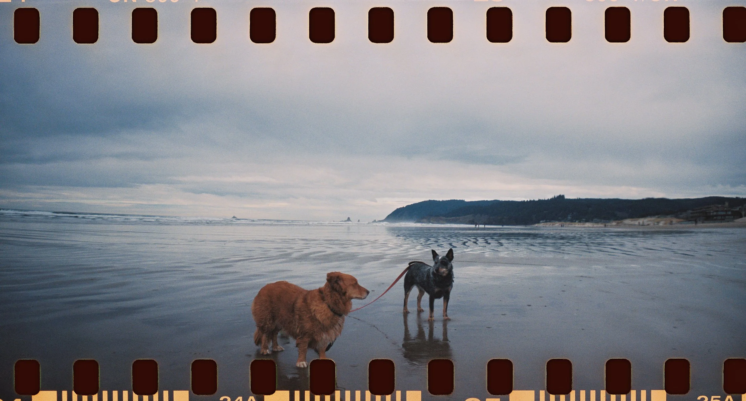 Two dogs, one red and one black and white, standing on a beach near the water with a cloudy sky and distant shoreline in the background.