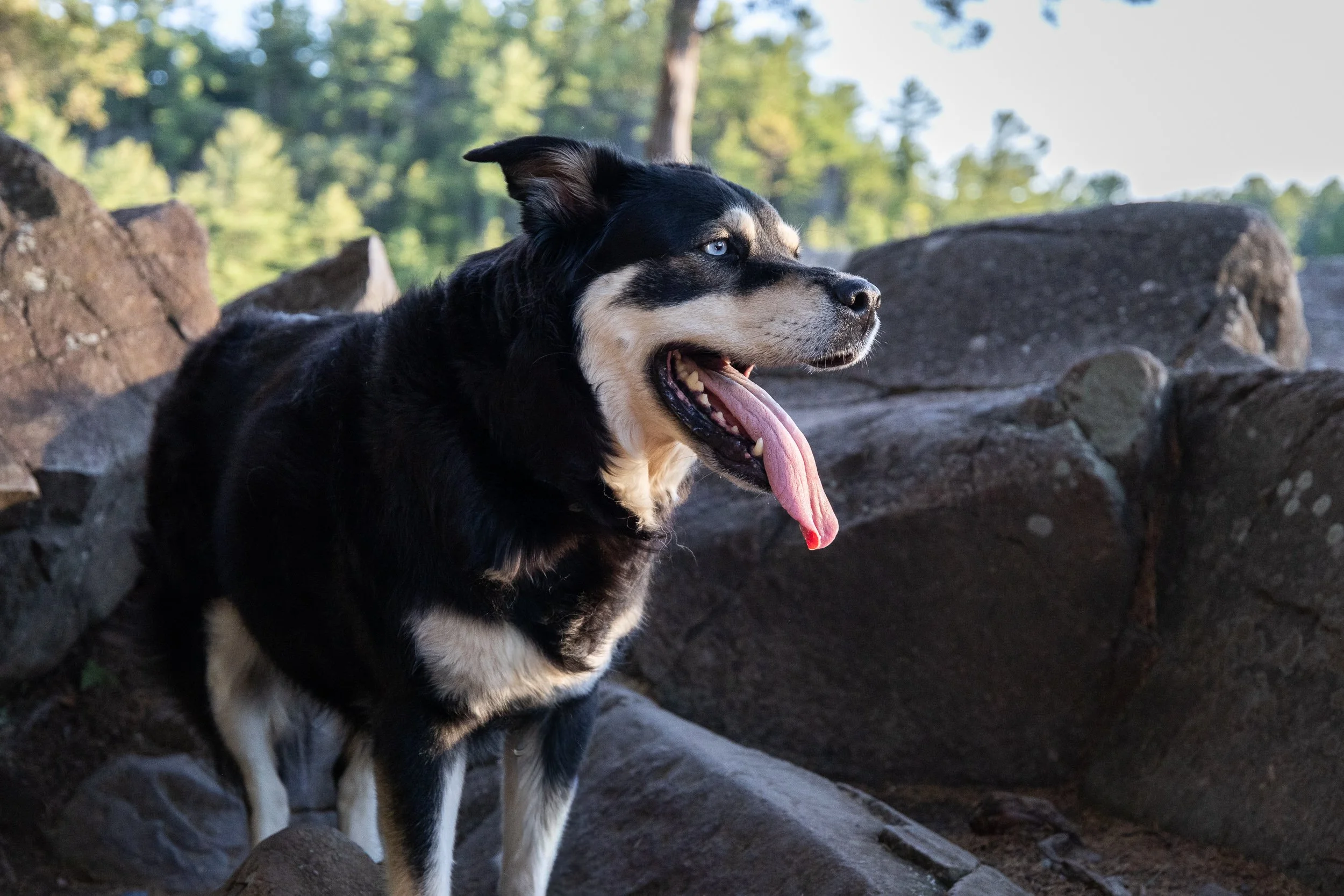 A black and tan dog with blue eyes sitting outdoors among rocks with a forest in the background.