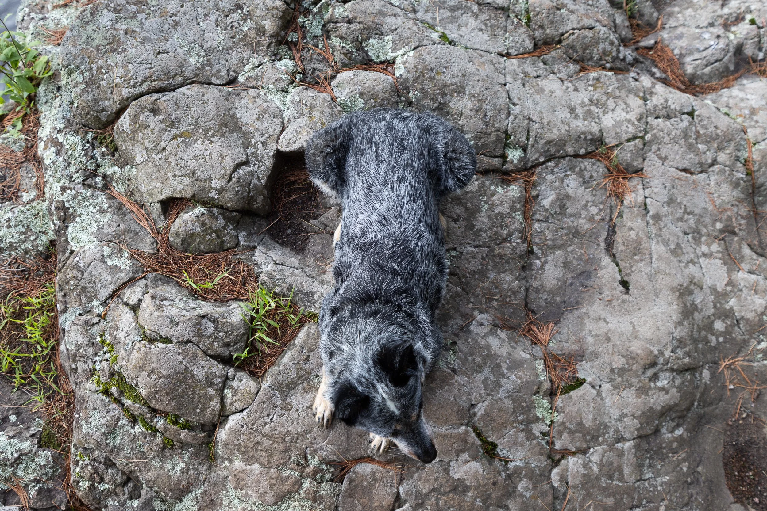 A small black and gray puppy lying on a rocky ground with patches of moss and pine needles.
