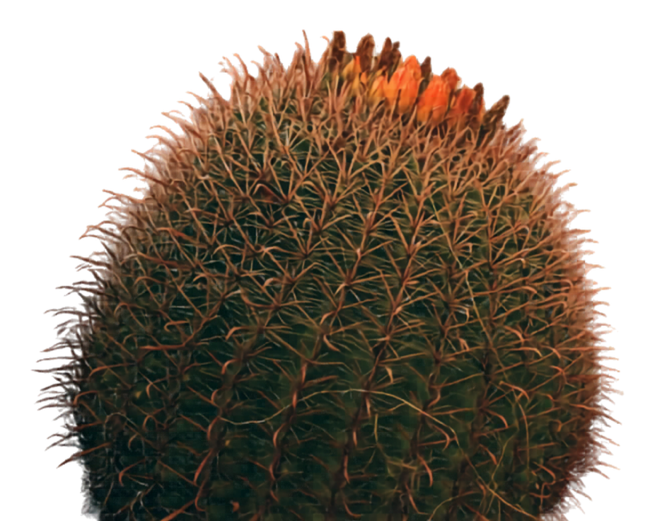 Close-up of a round cactus with sharp spines and orange flowers on top.