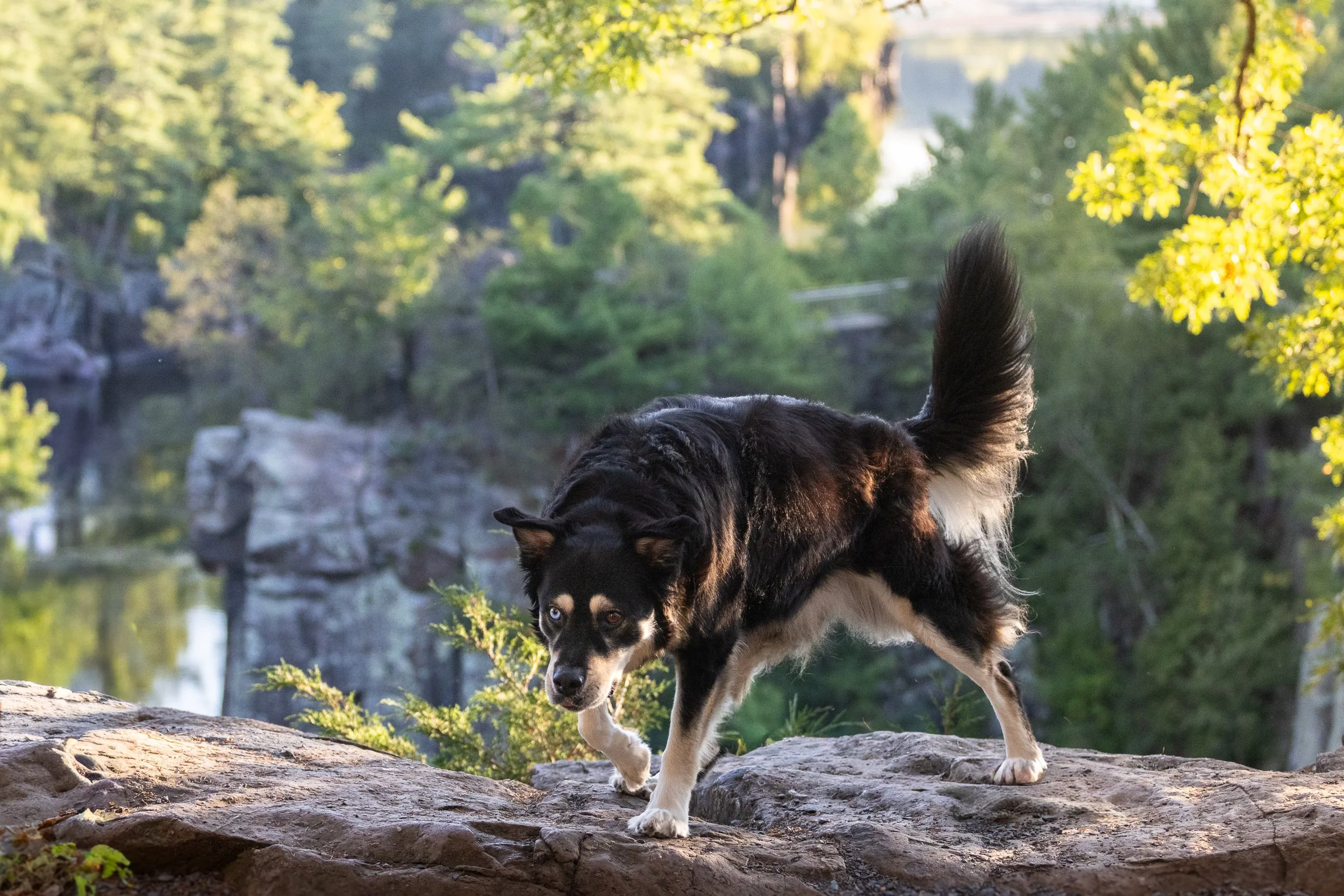 A black and white Siberian Husky with blue eyes walking on a rocky surface in a wooded area with green trees and a body of water in the background during daytime.