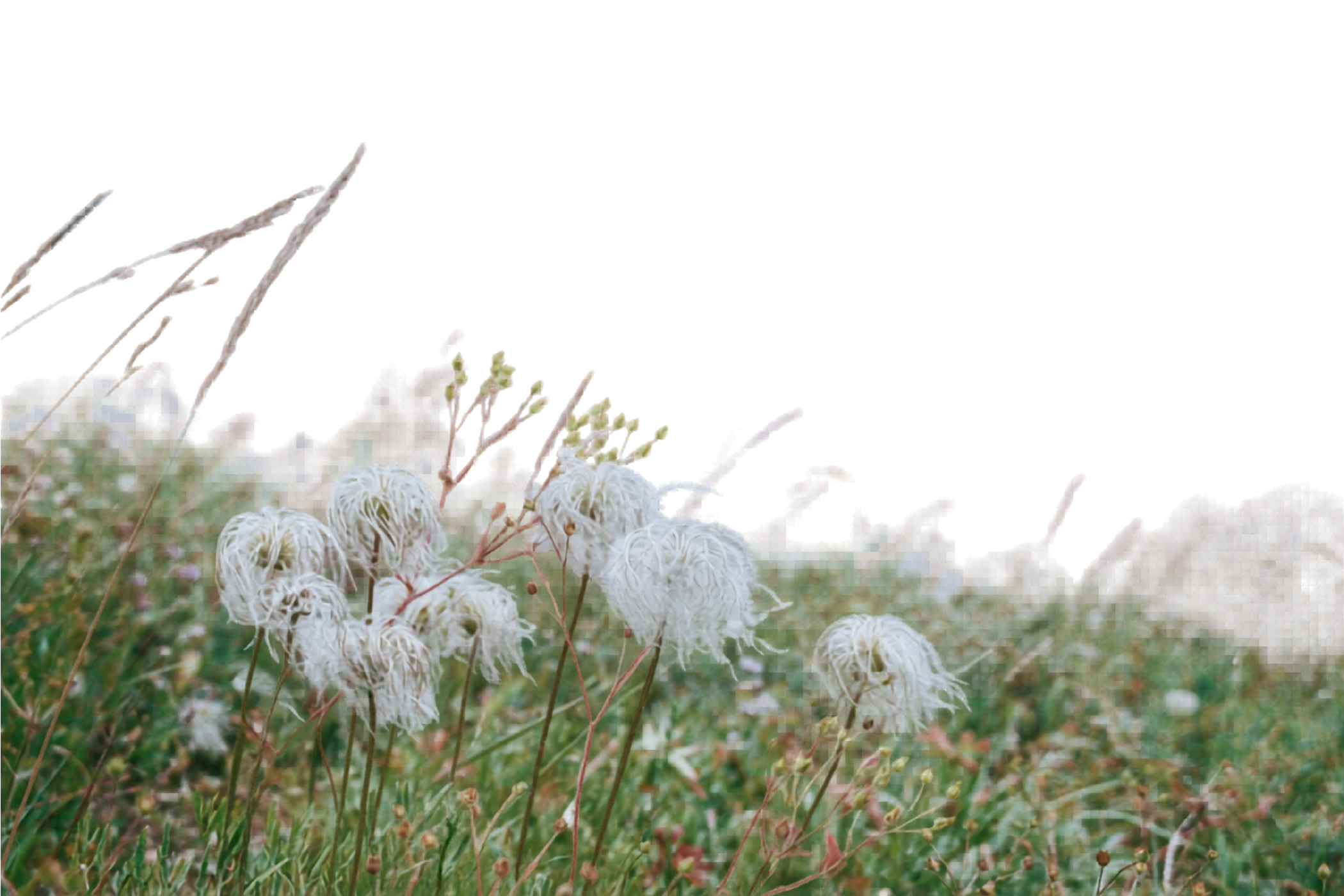 Close-up of various dried wildflowers and grasses in a field with a blurred background.
