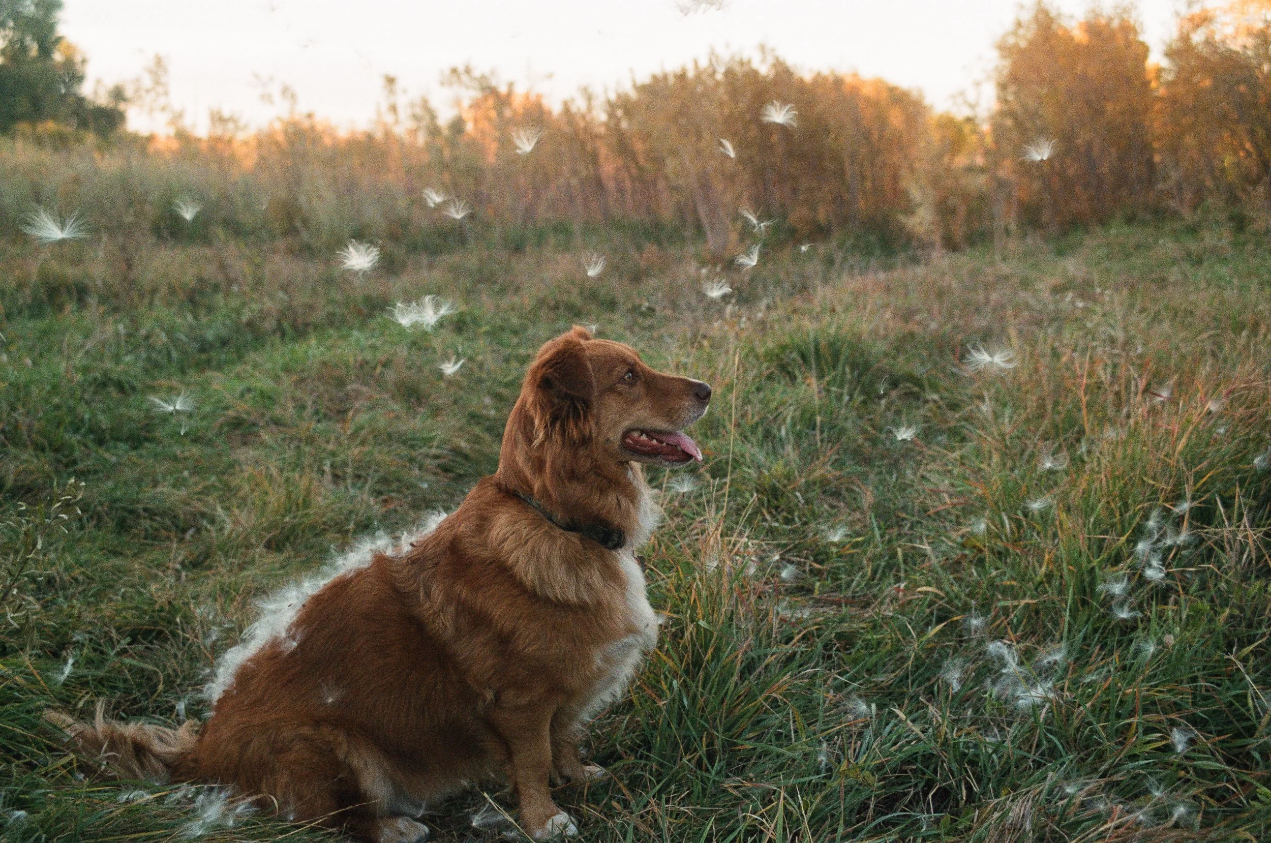 A brown dog with a white chest sitting in tall grass in a field, with trees in the background during sunset, surrounded by white feathers floating in the air.