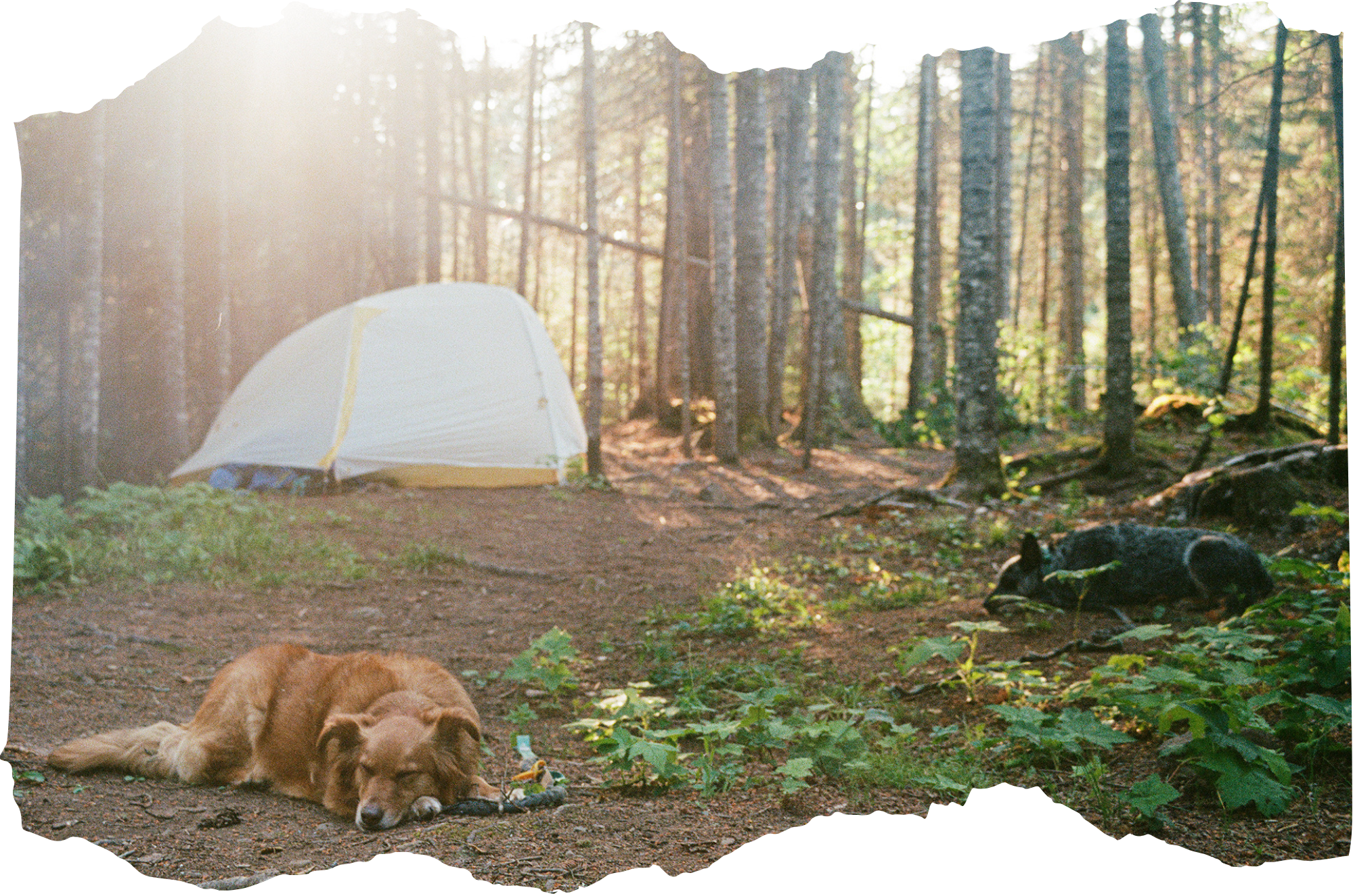 Two dogs lying on the ground in a forest near a tent, with sunlight filtering through tall trees.