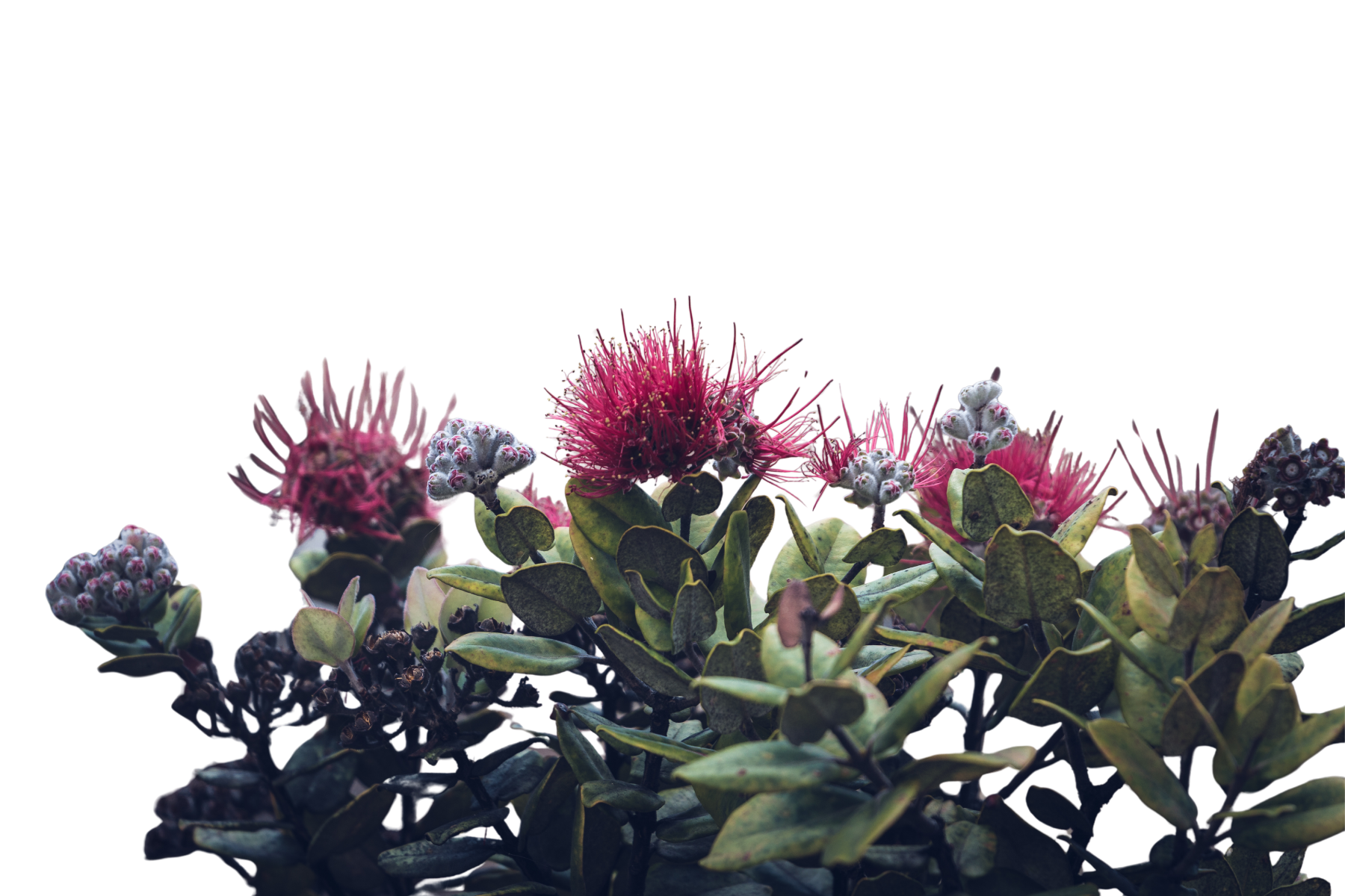 Close-up of pink and purple flowers with green leaves, isolated on a black background.