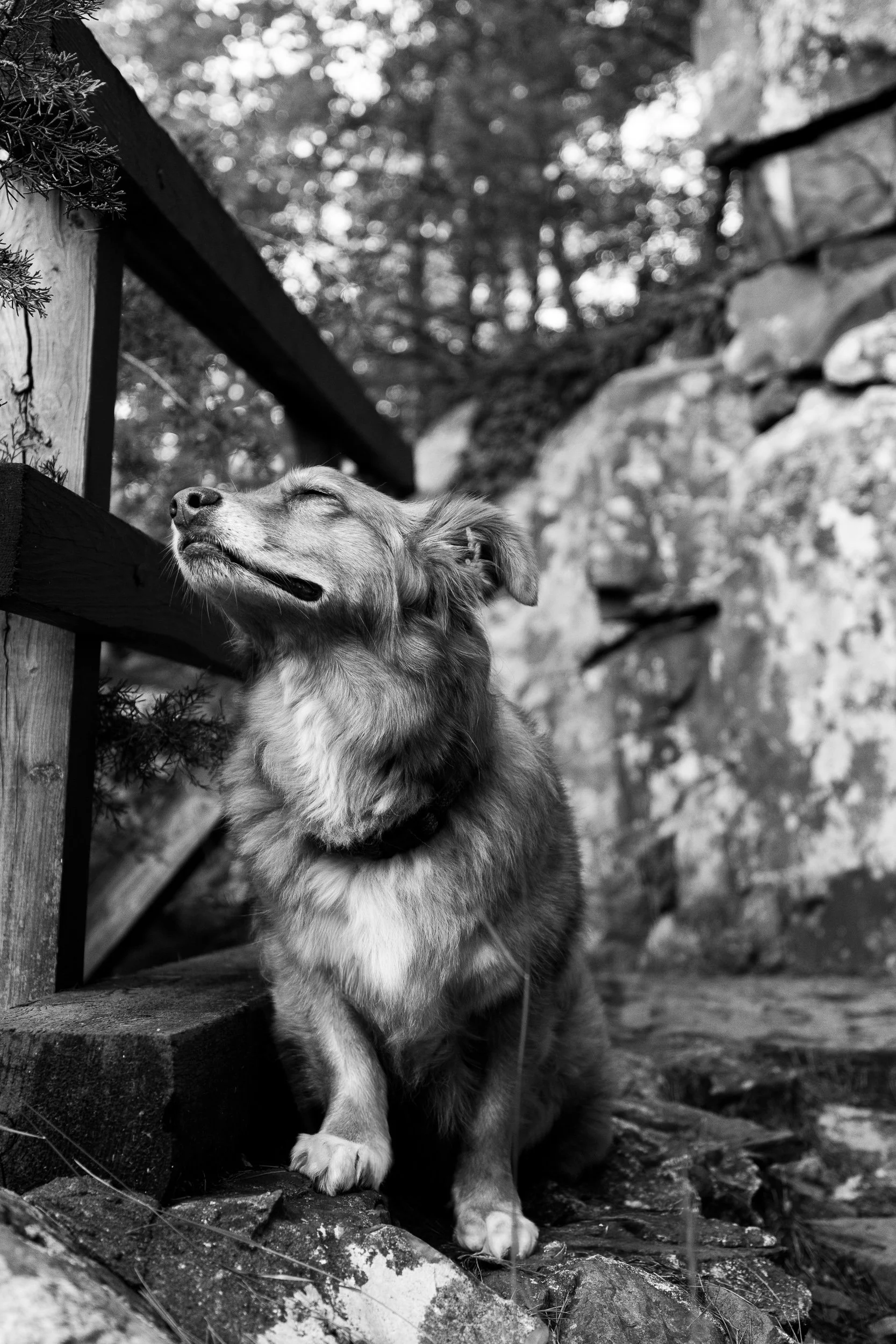 A dog with long, fluffy fur standing outdoors among rocks and trees, with her nose in the air and eyes closed.
