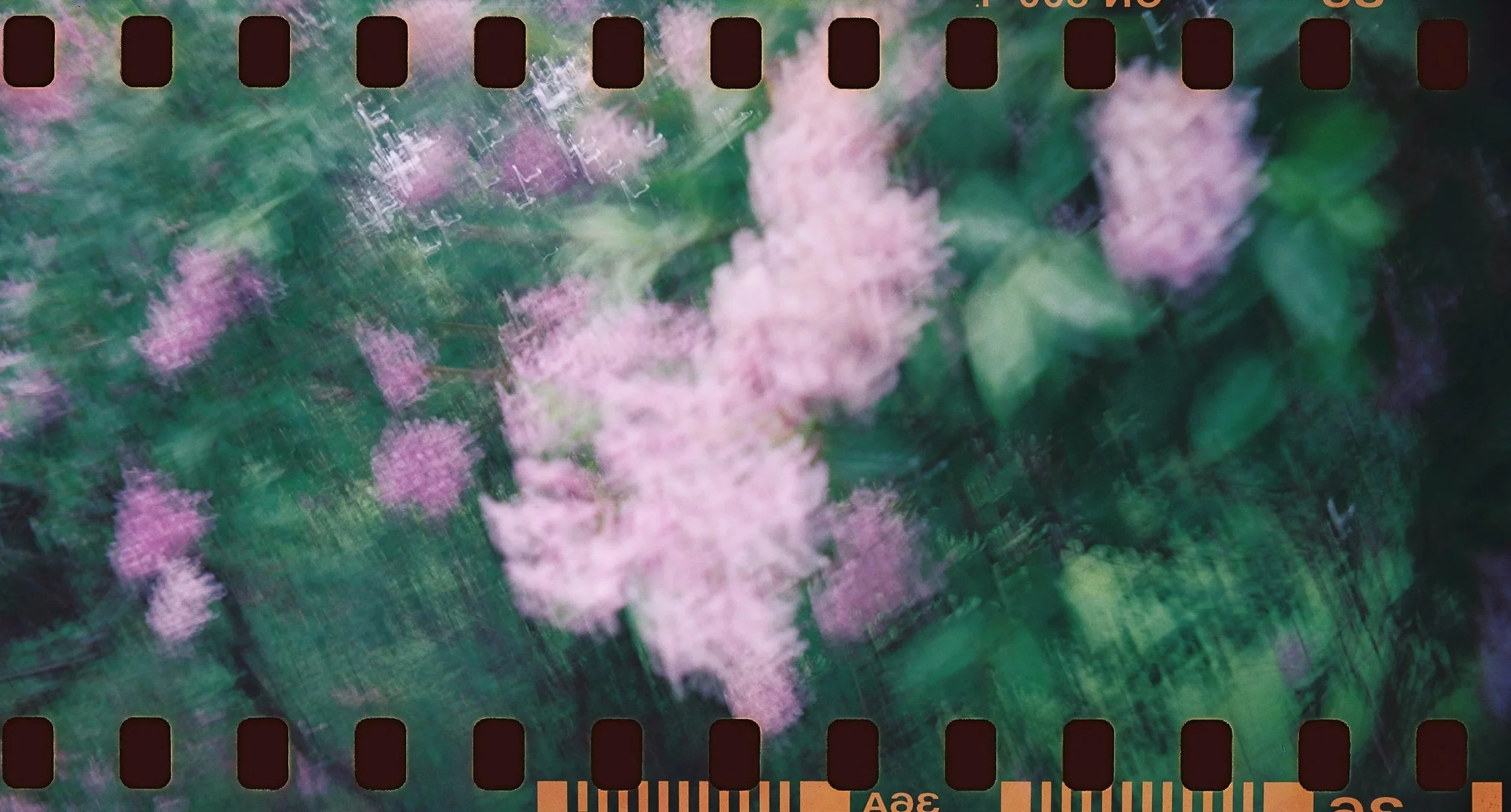 Blurred image of pink flowers and green leaves.